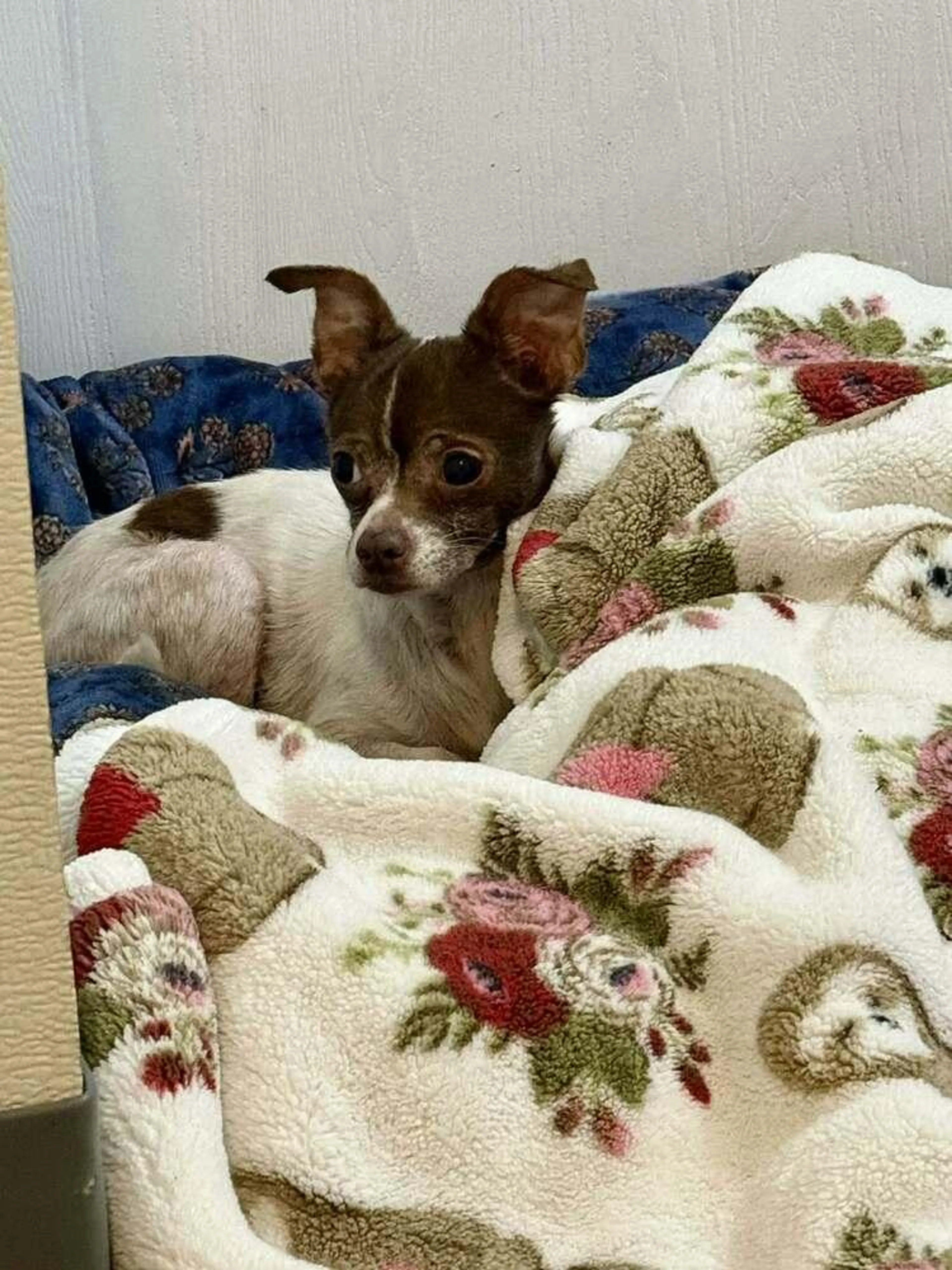 Found pet-0