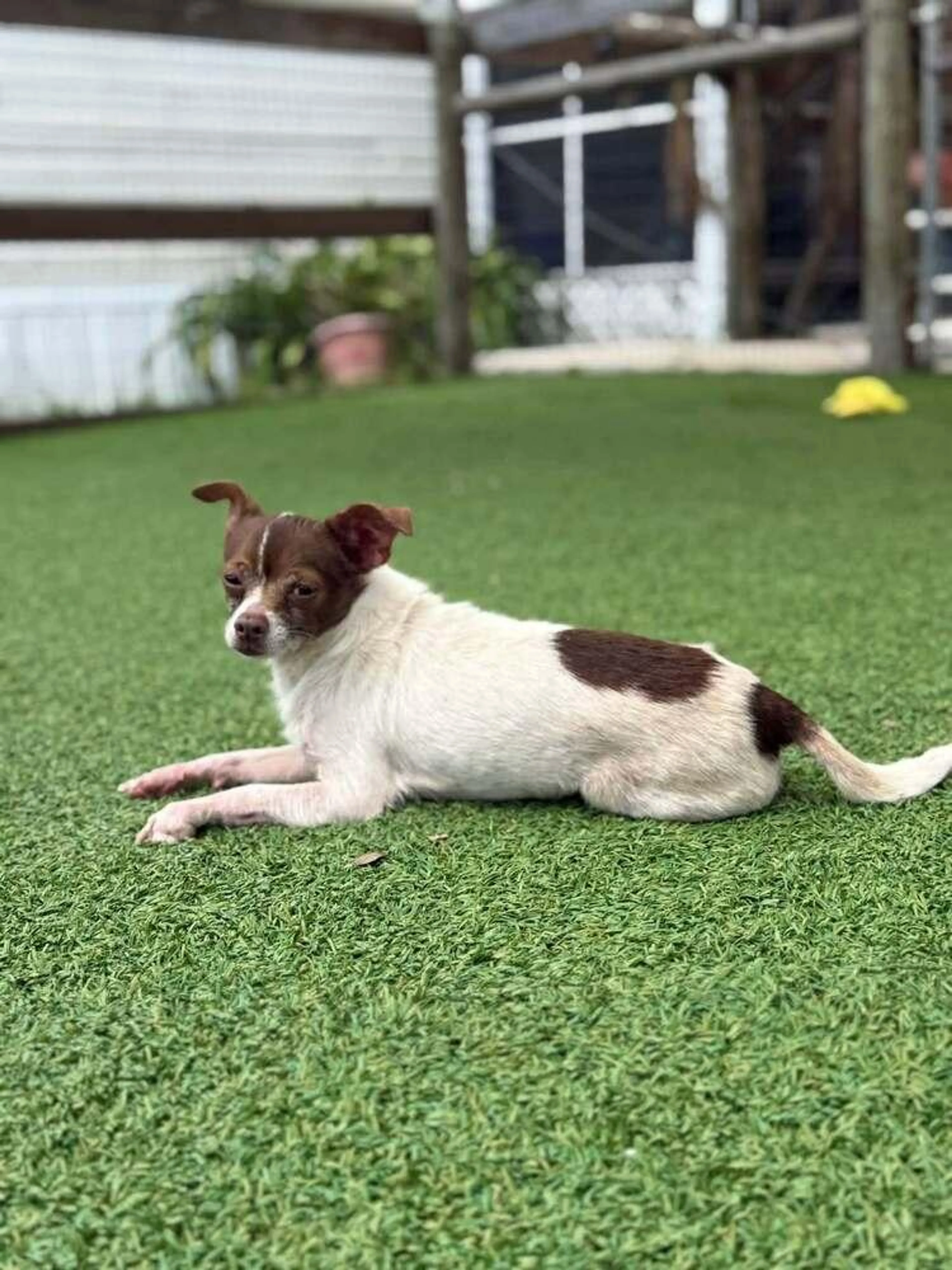 Found pet-1