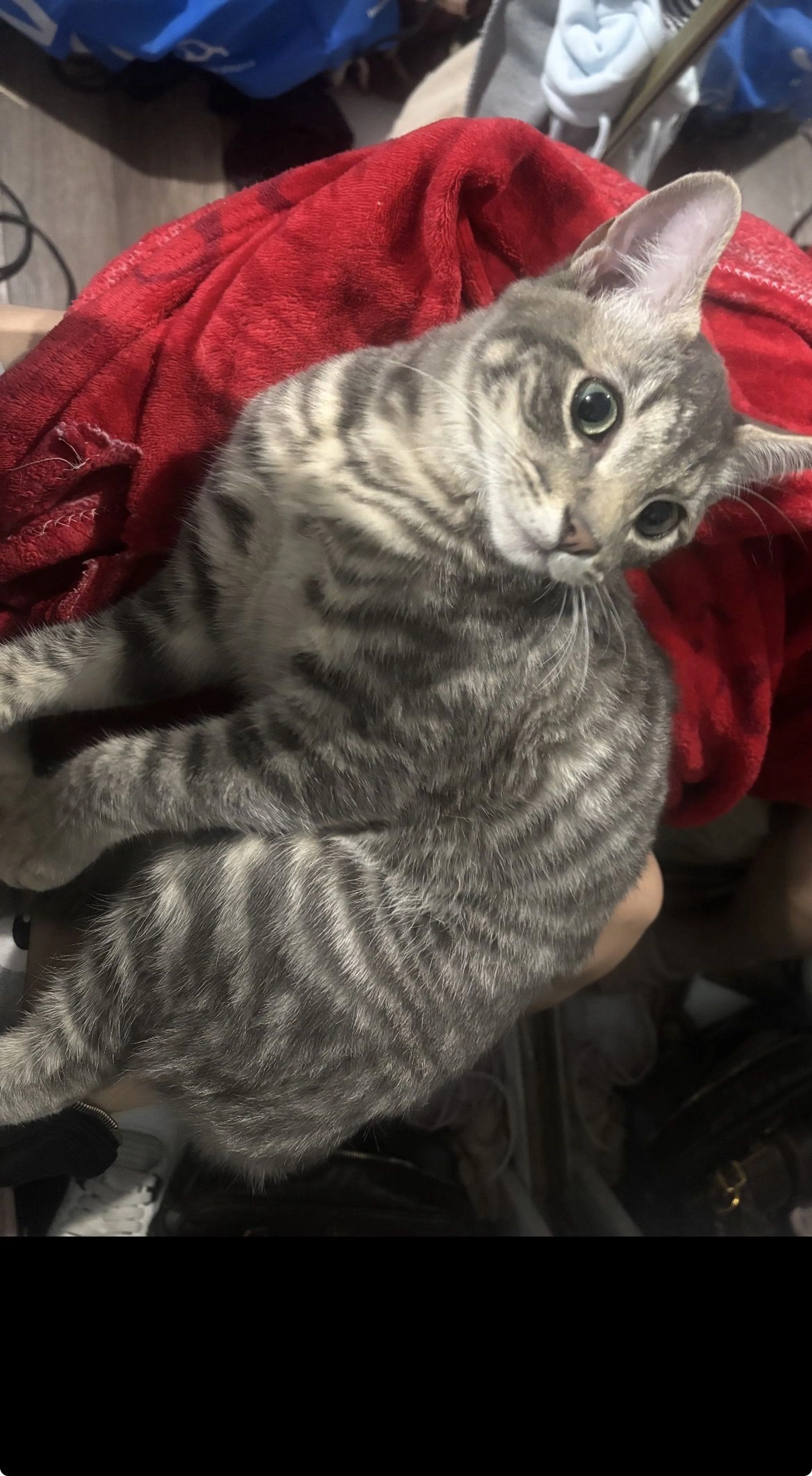 Lost pet-0