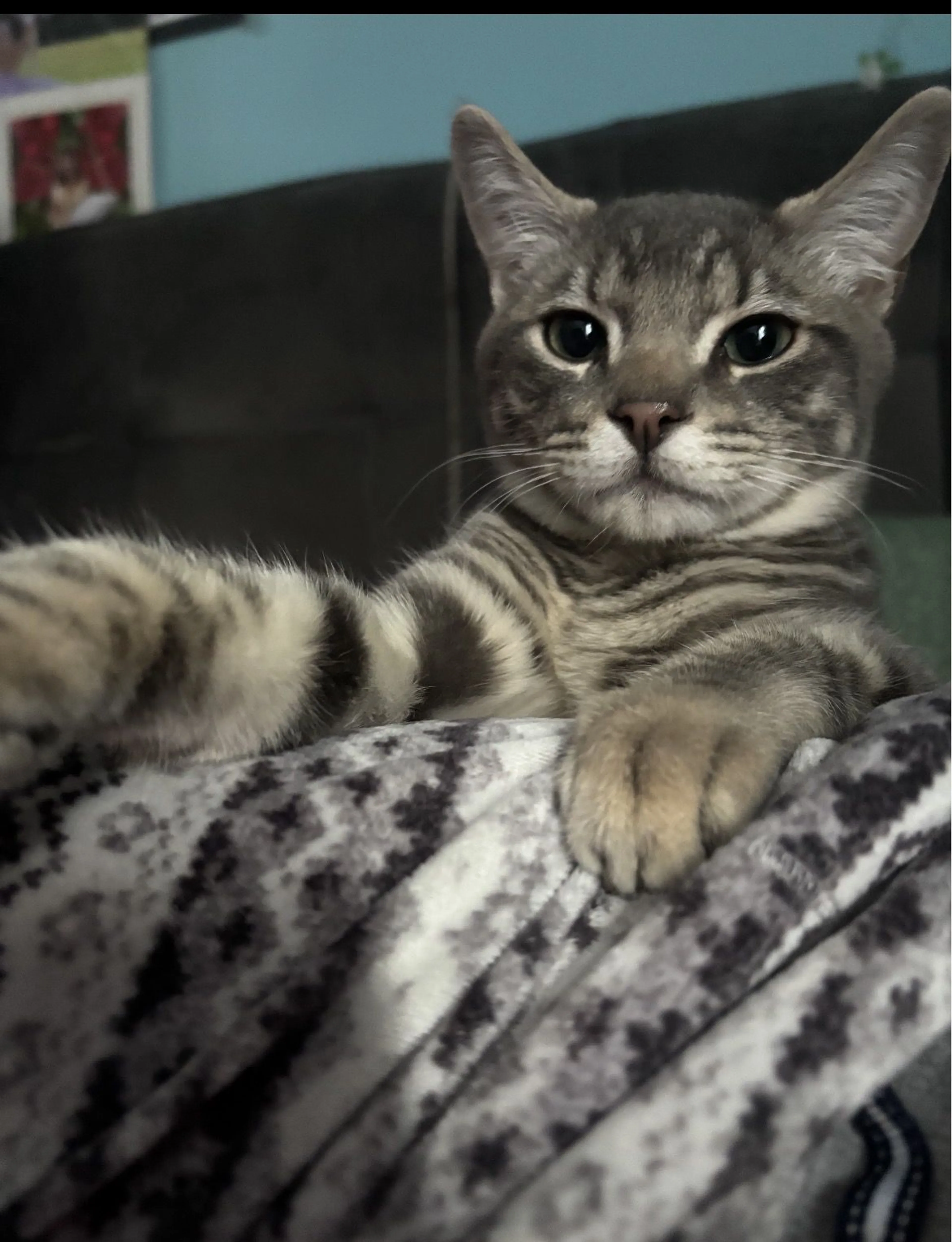 Lost pet-2