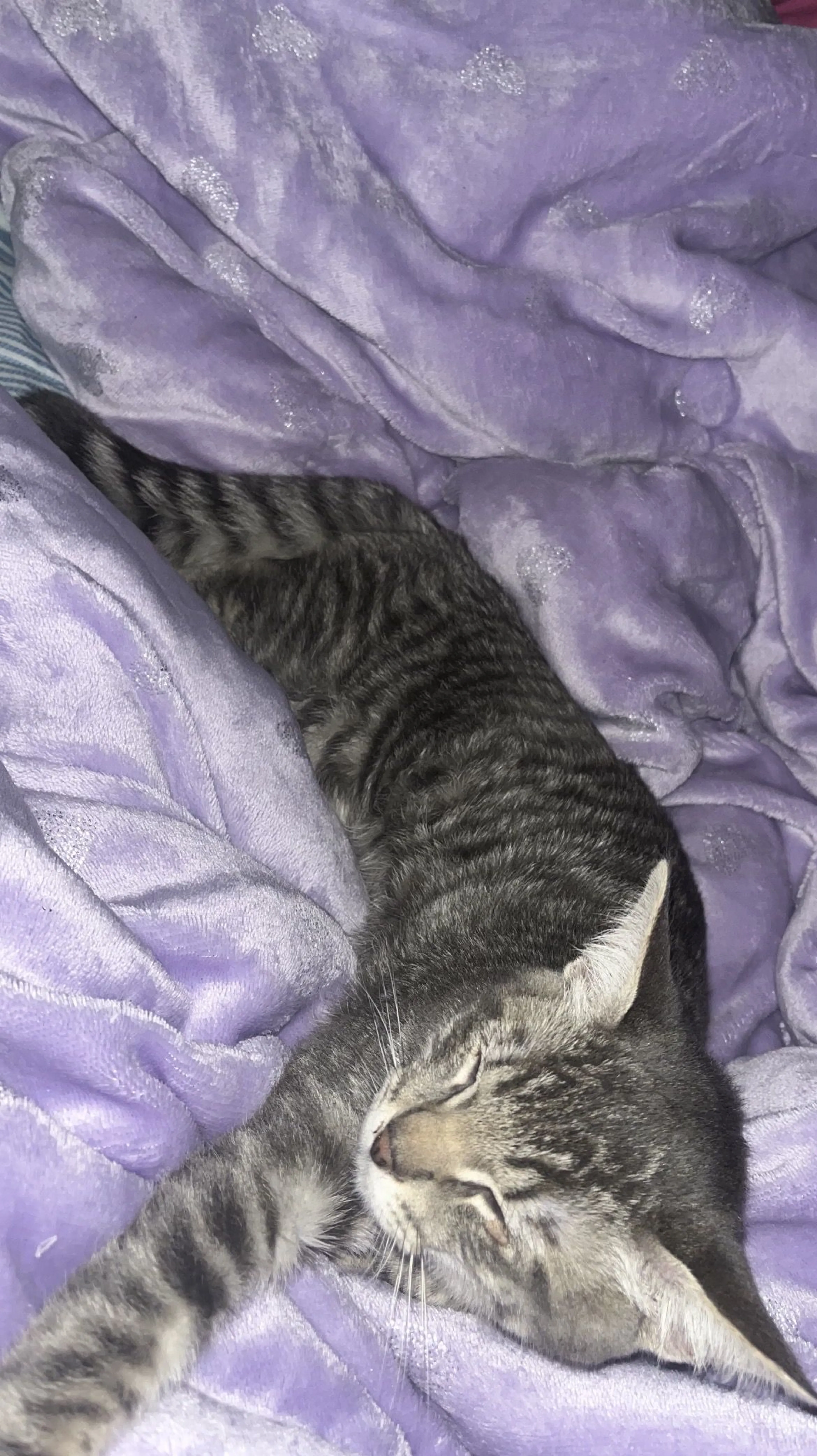 Lost pet-1