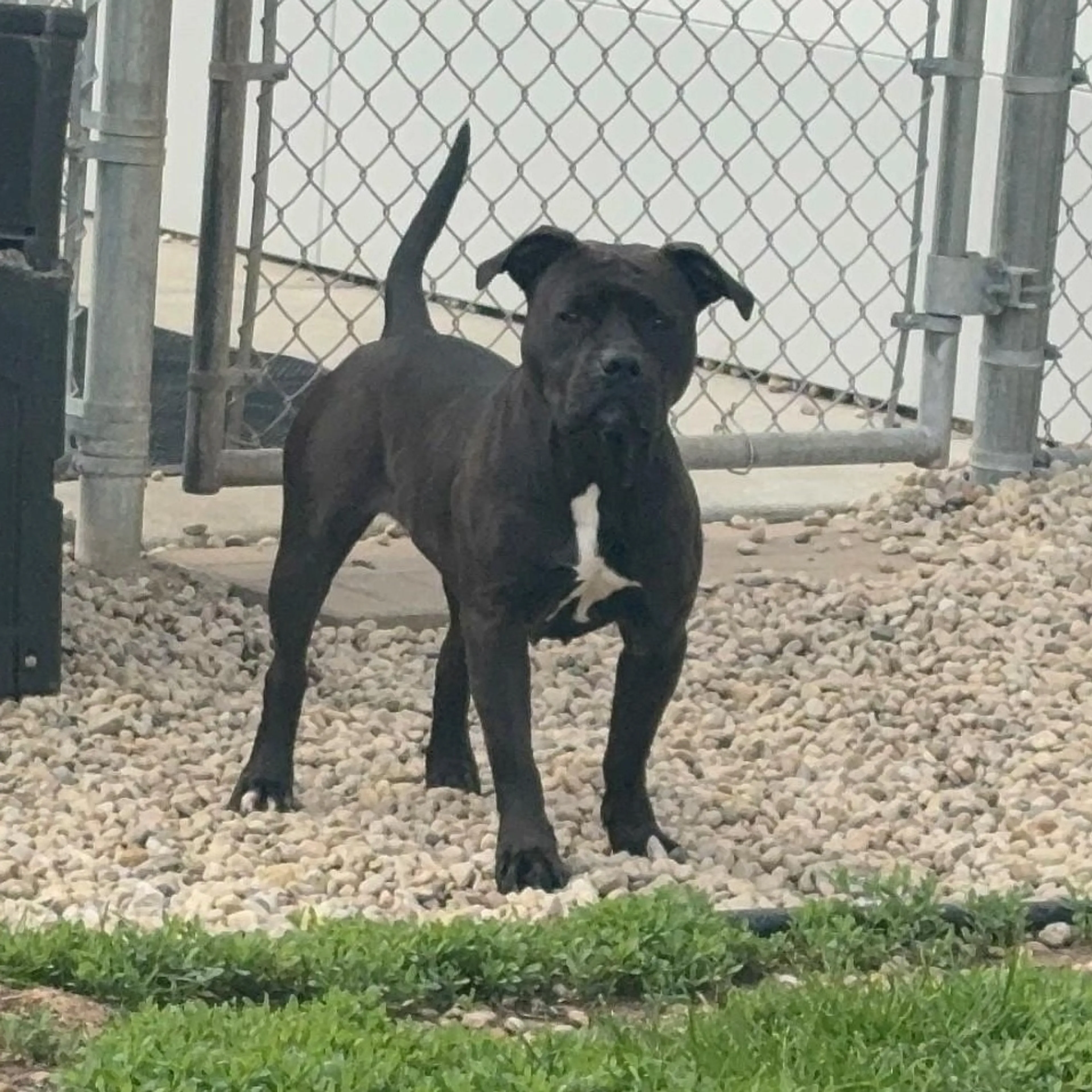 Found pet-1