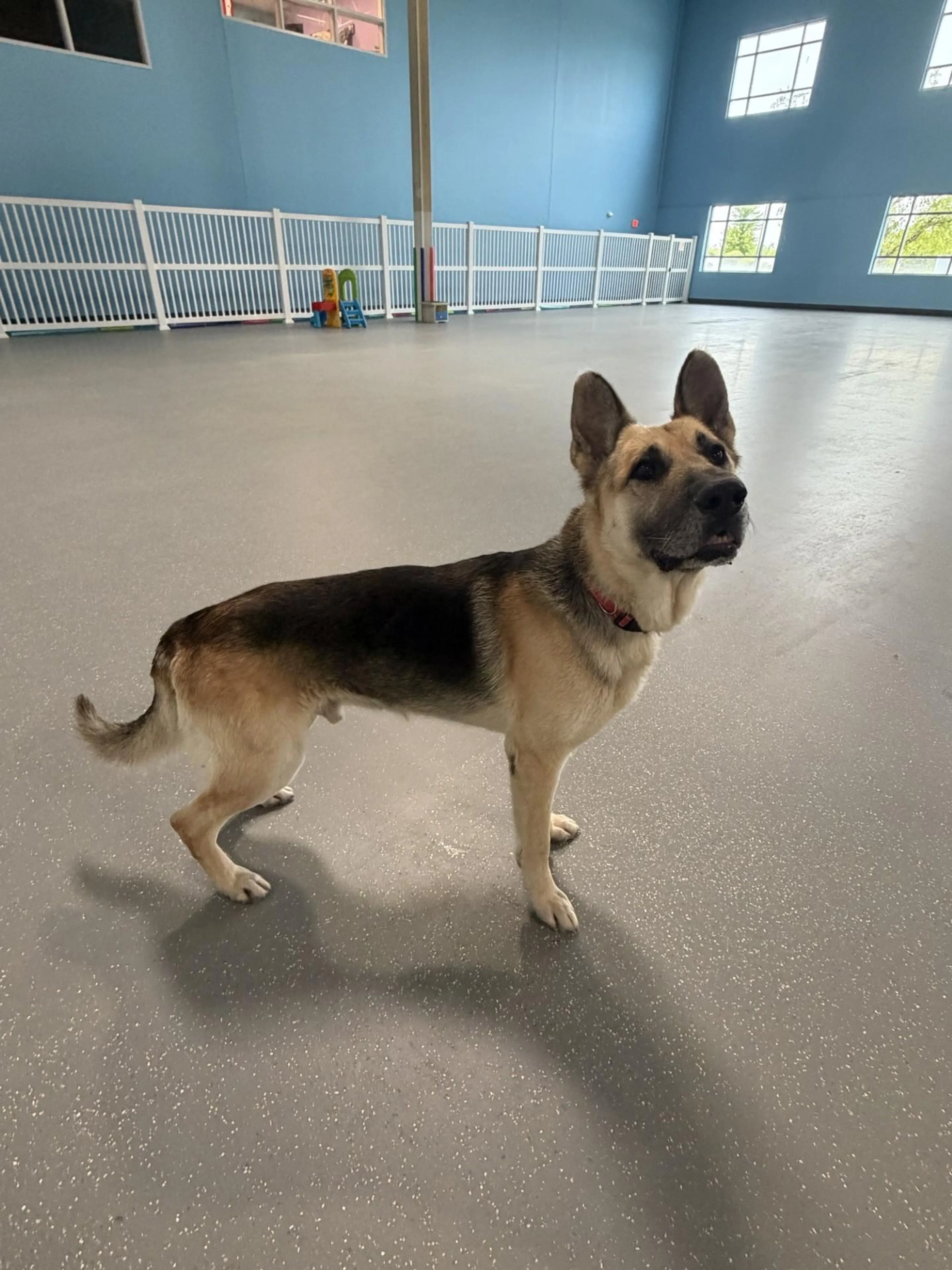 Found pet-1