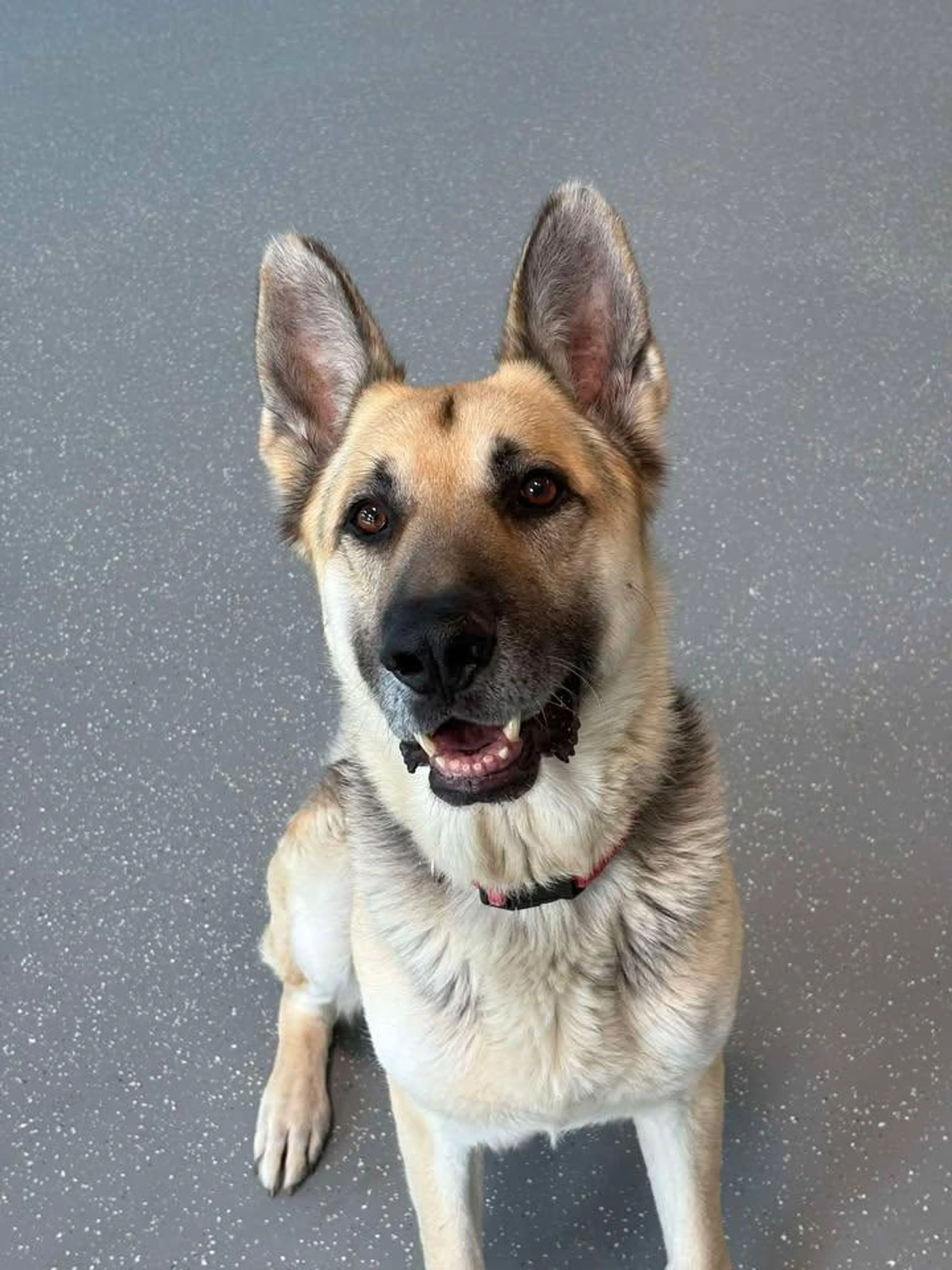 Found pet-2
