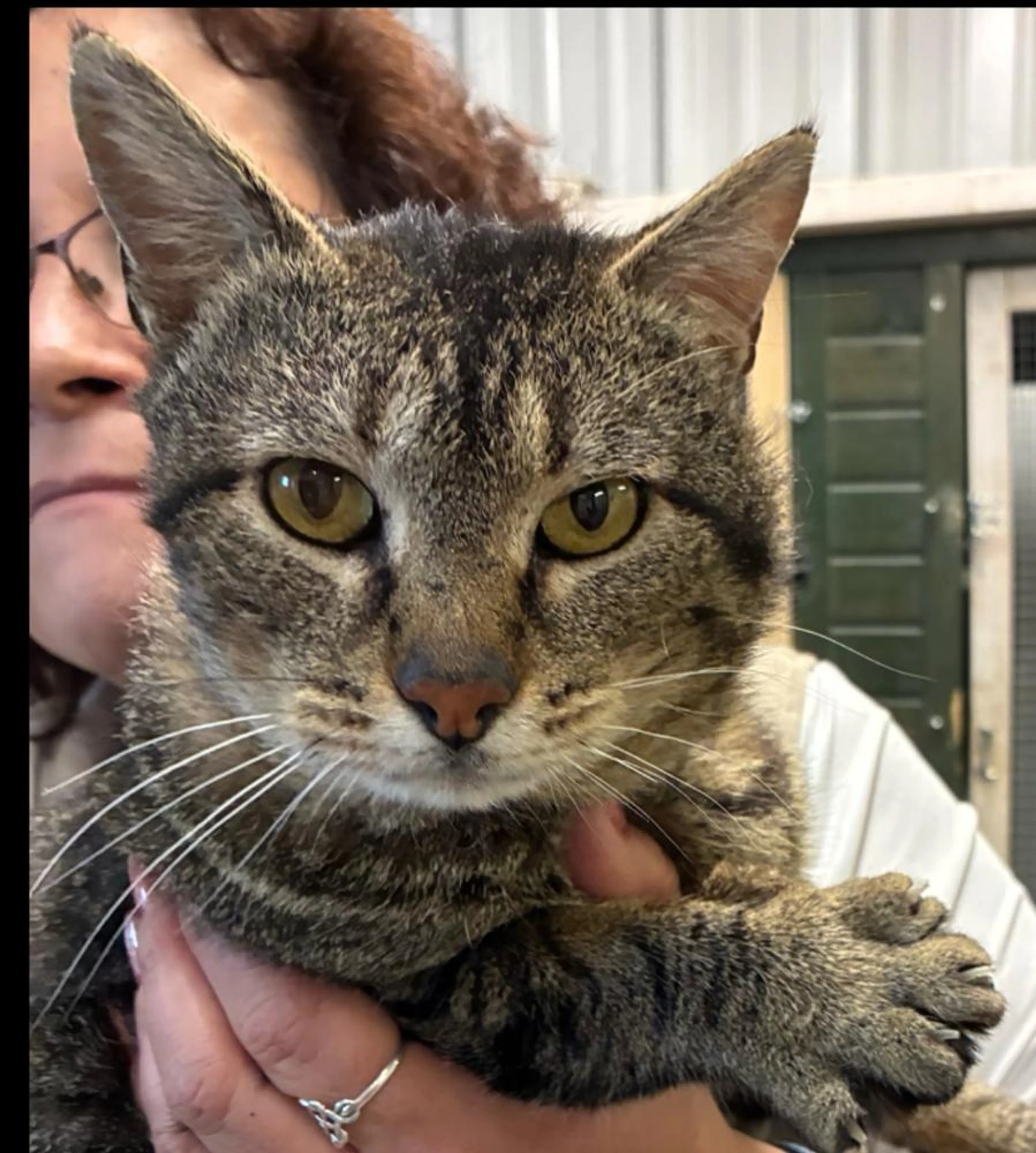 Found pet