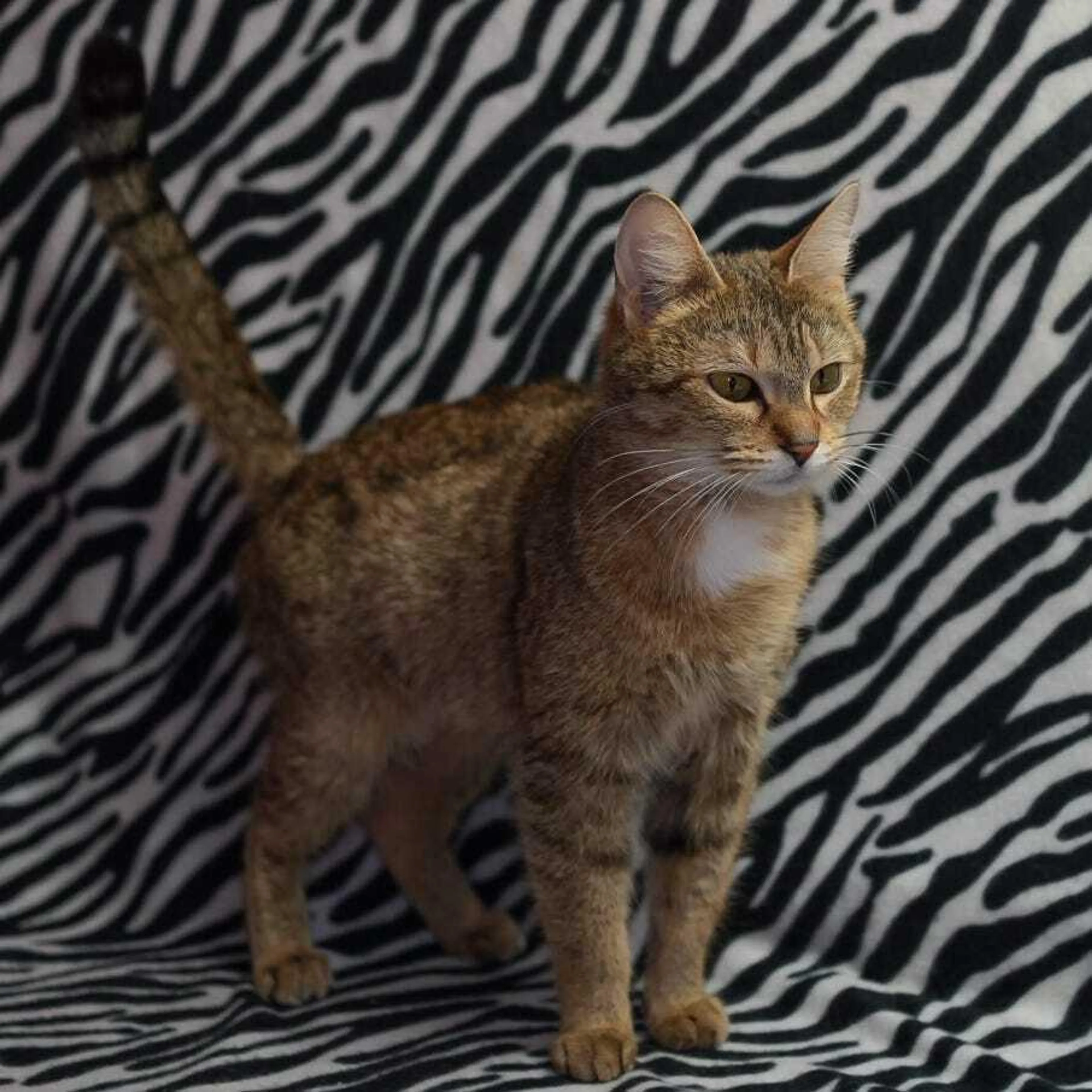 Found pet-2