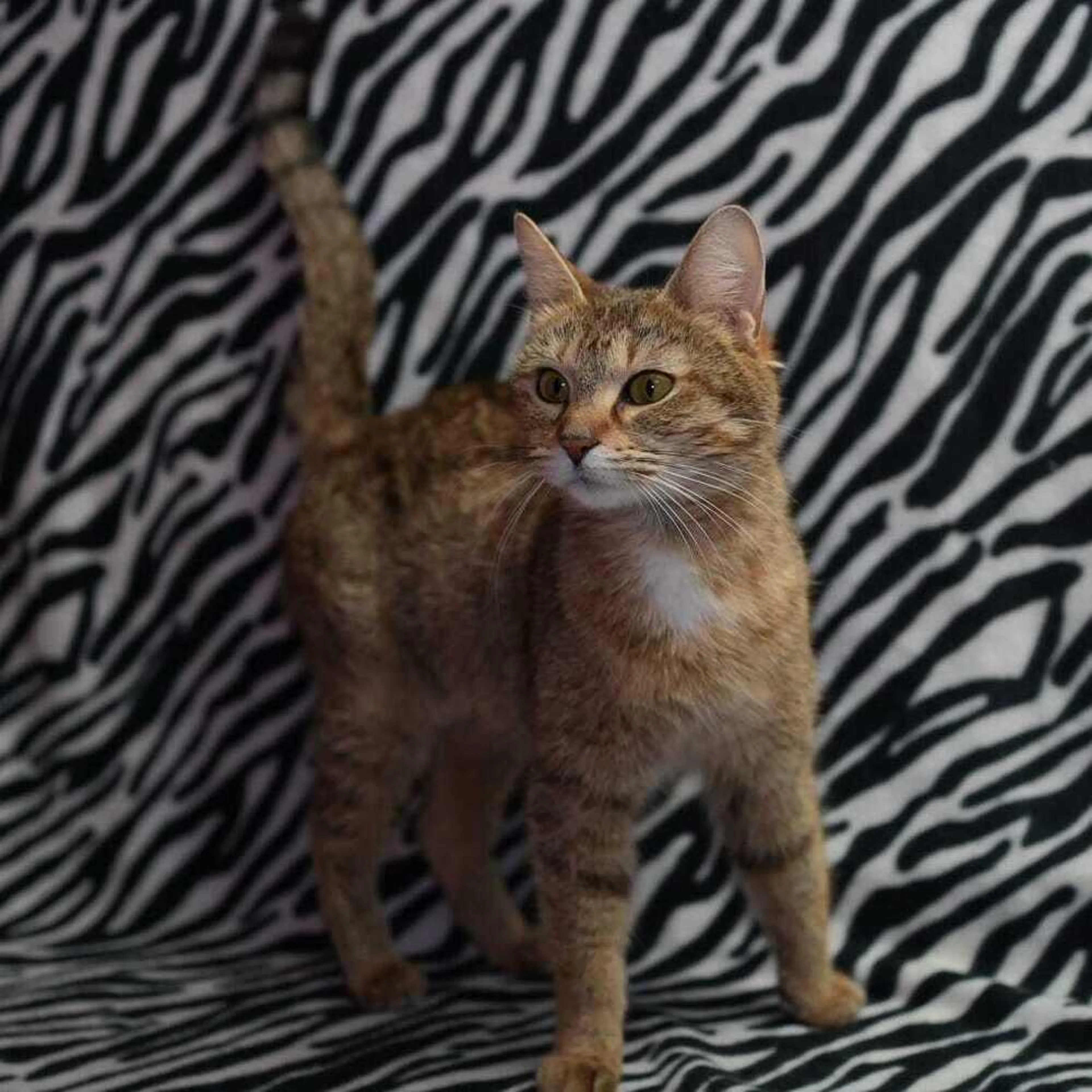 Found pet-1