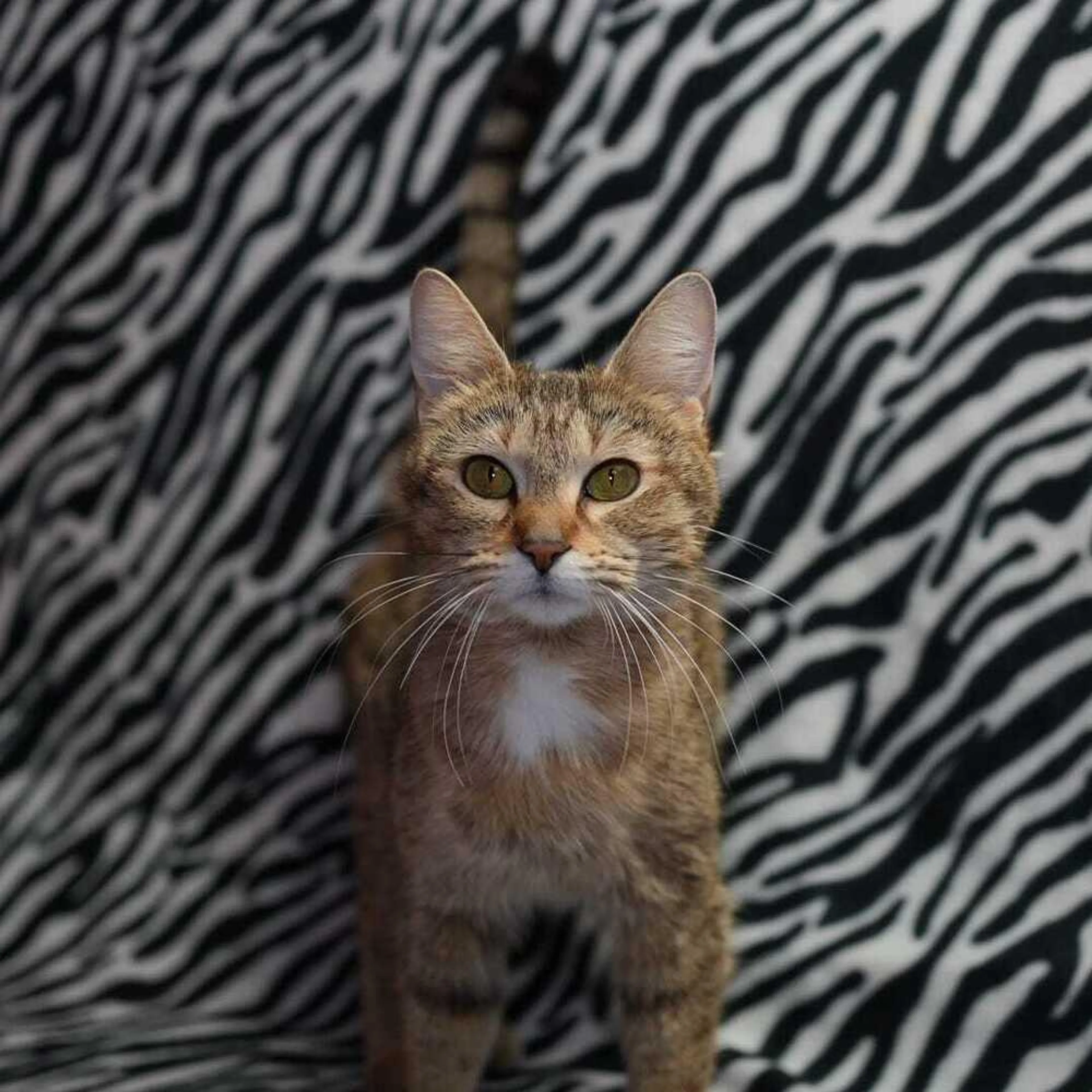 Found pet-0