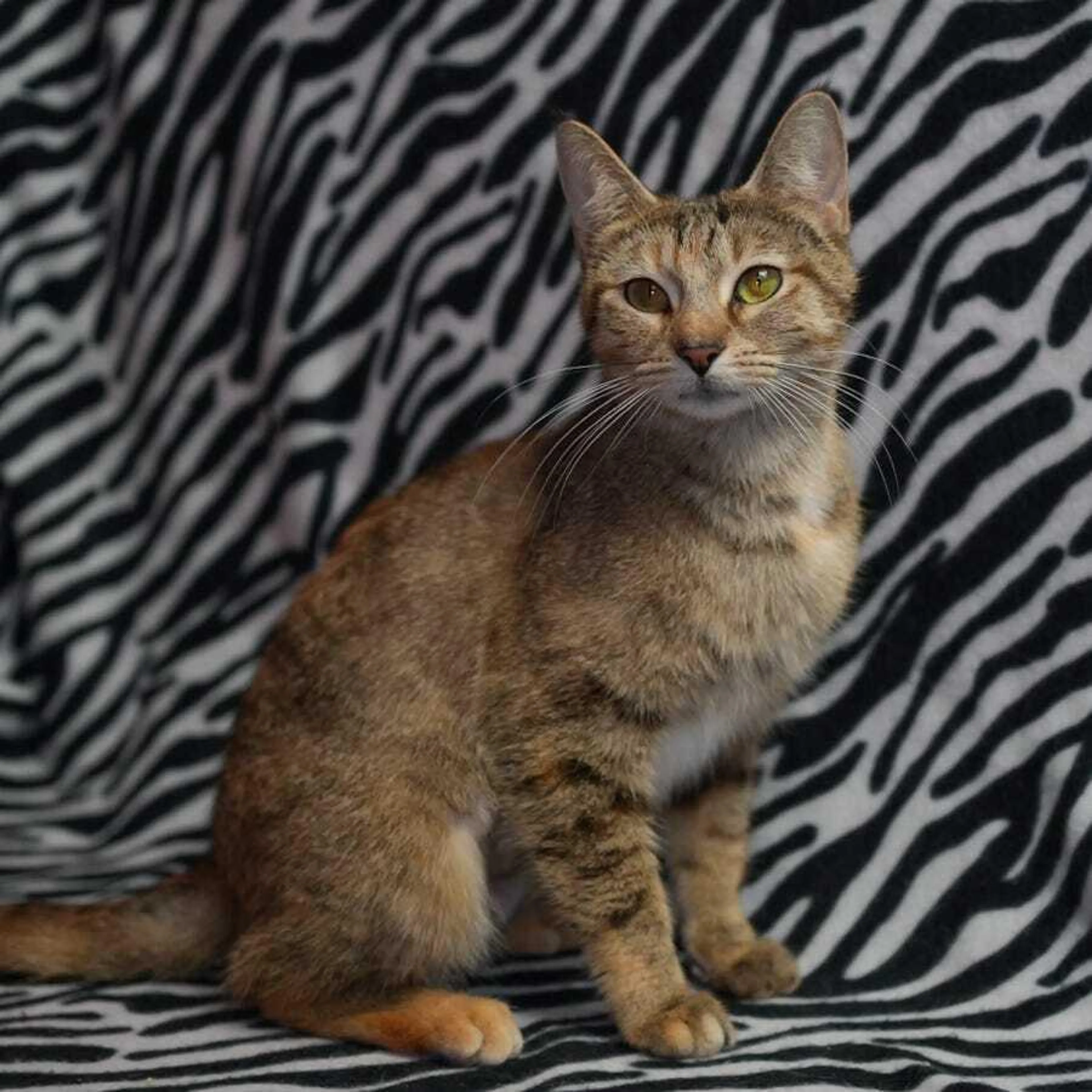 Found pet-0