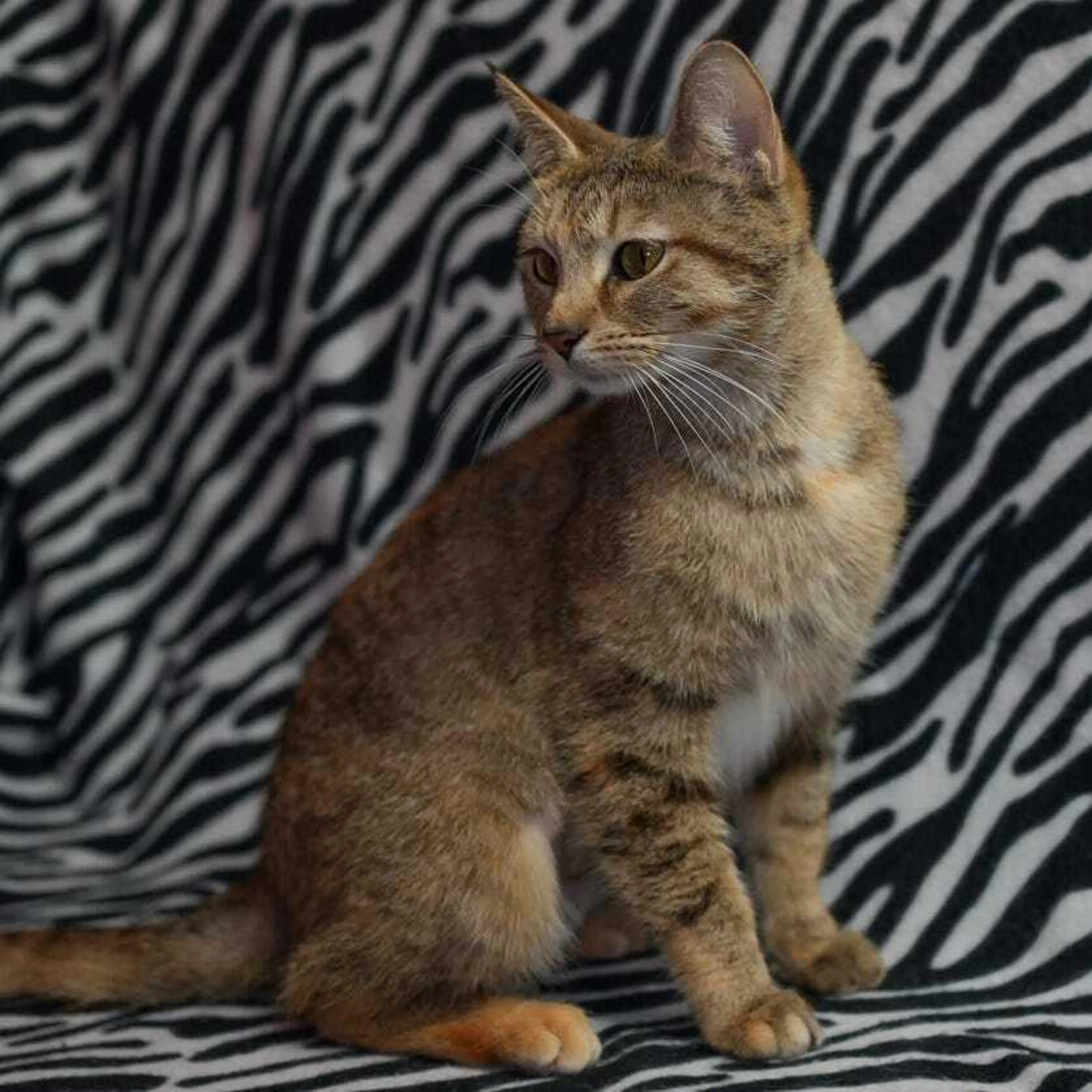 Found pet-1