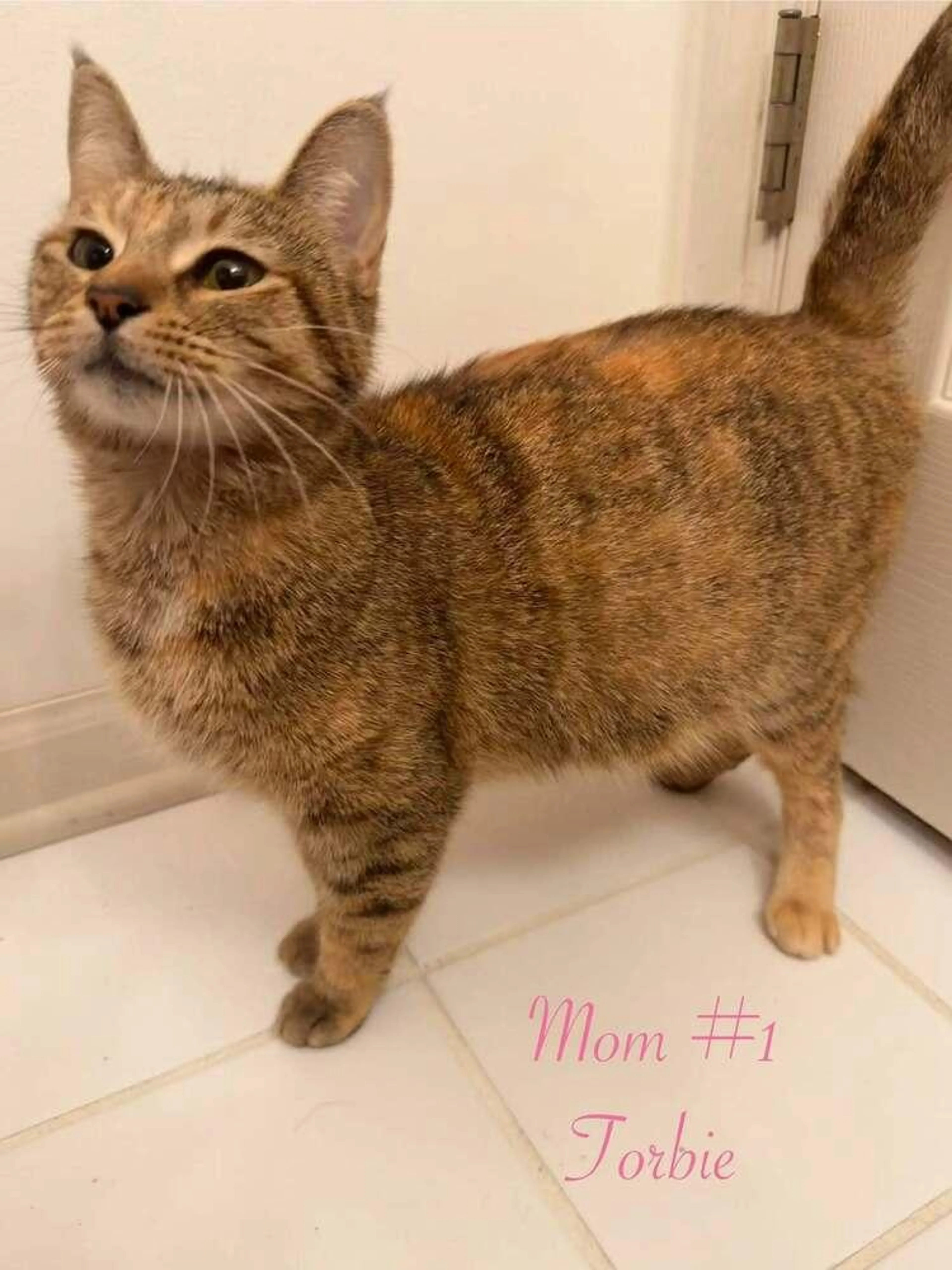 Found pet-3