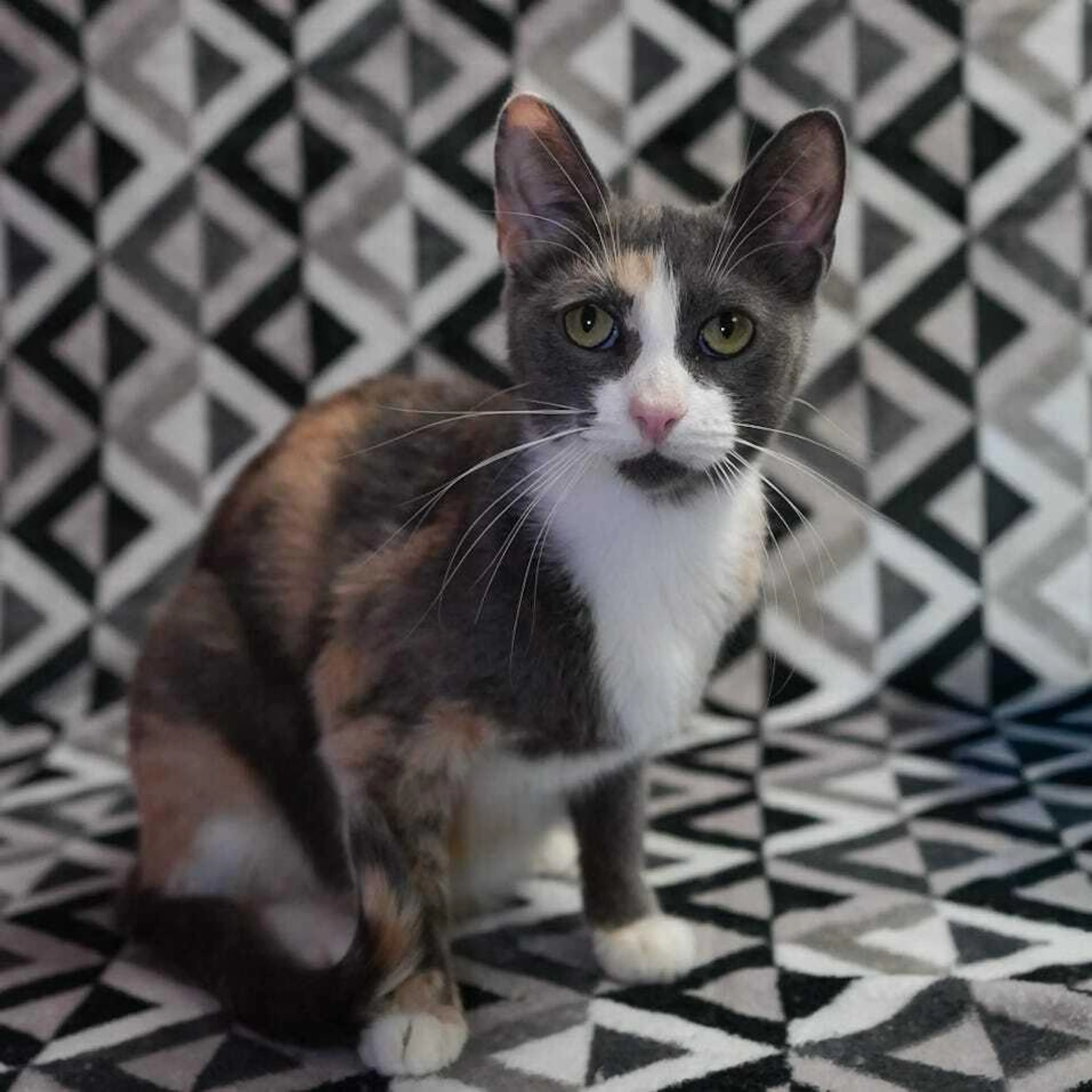 Found pet-0