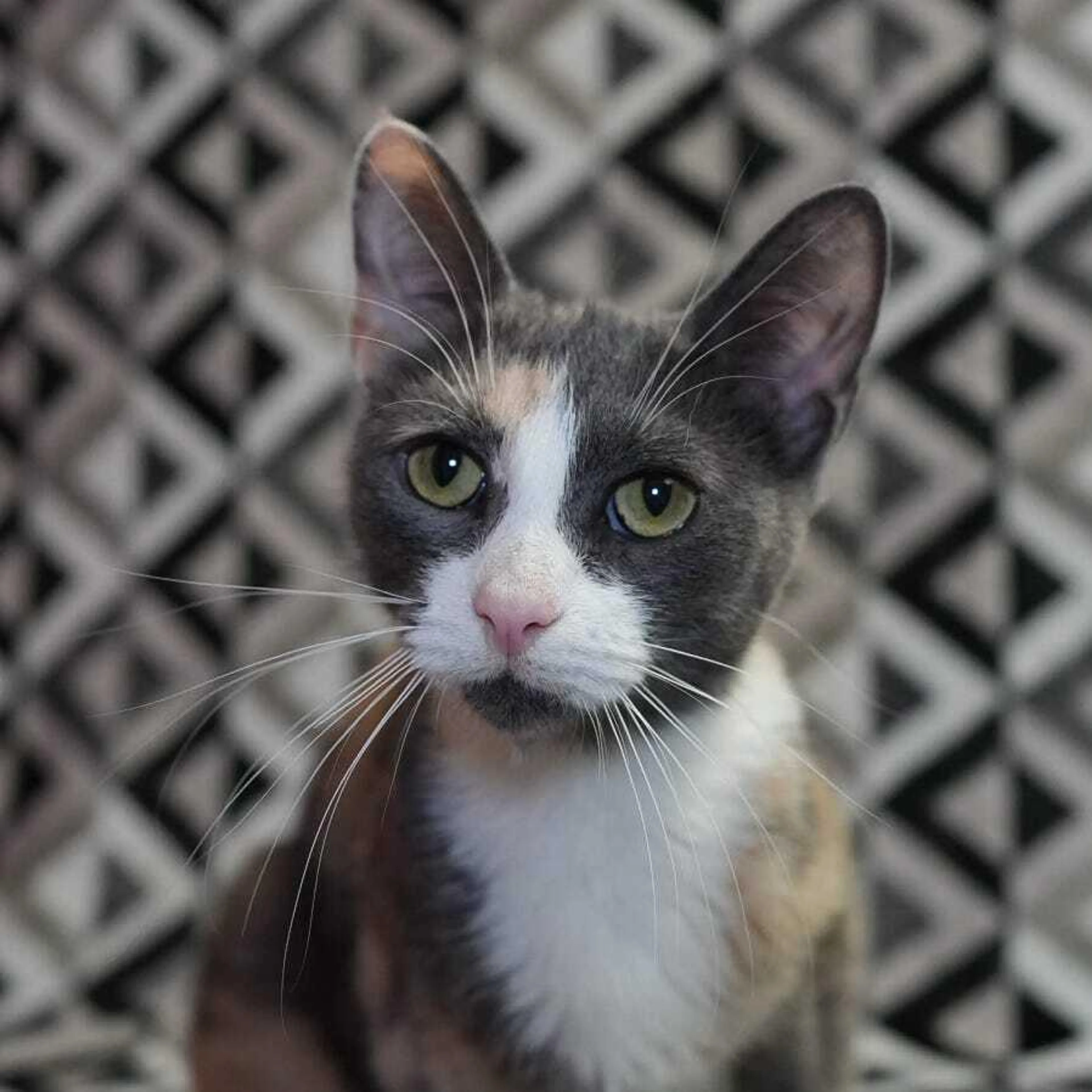 Found pet-1