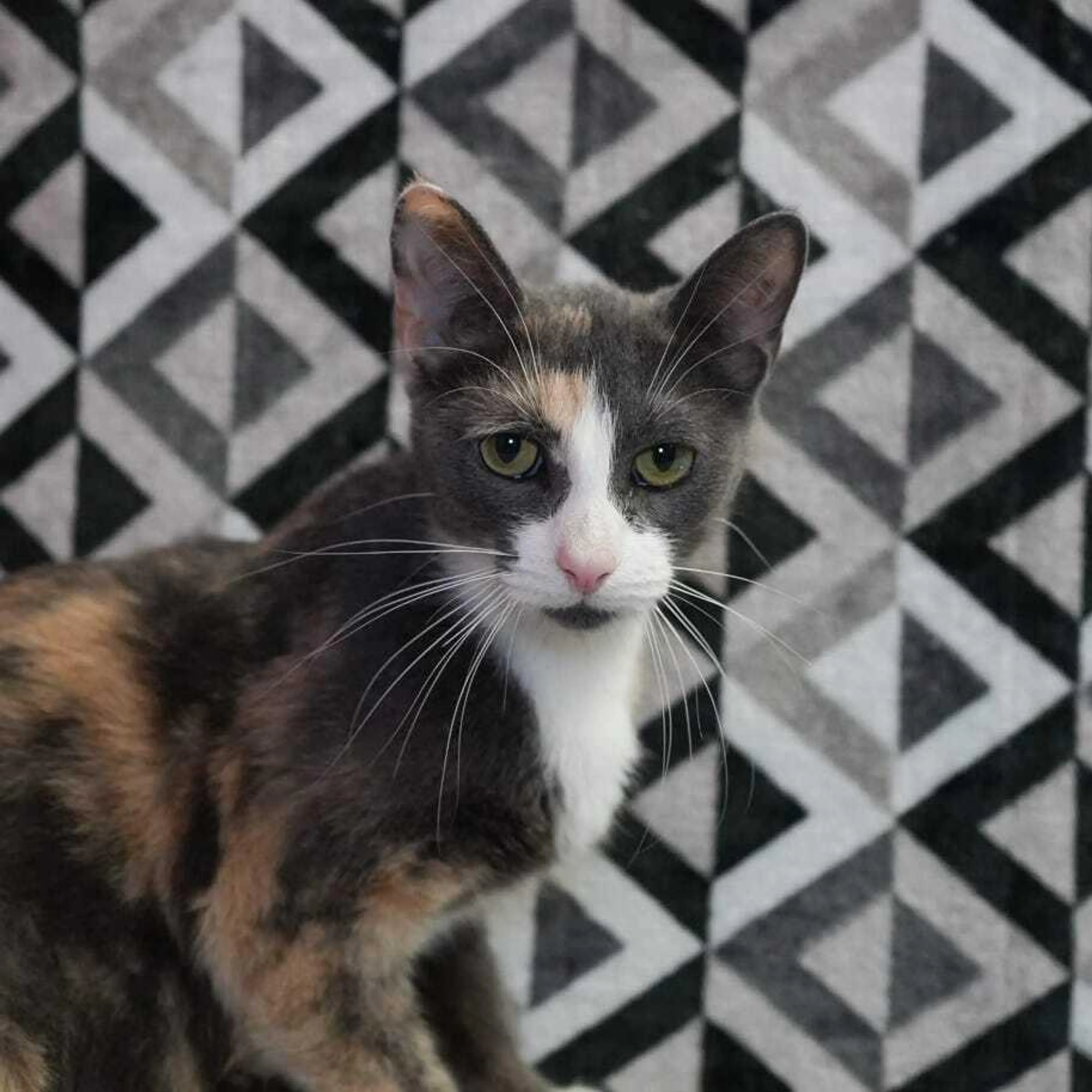 Found pet-2