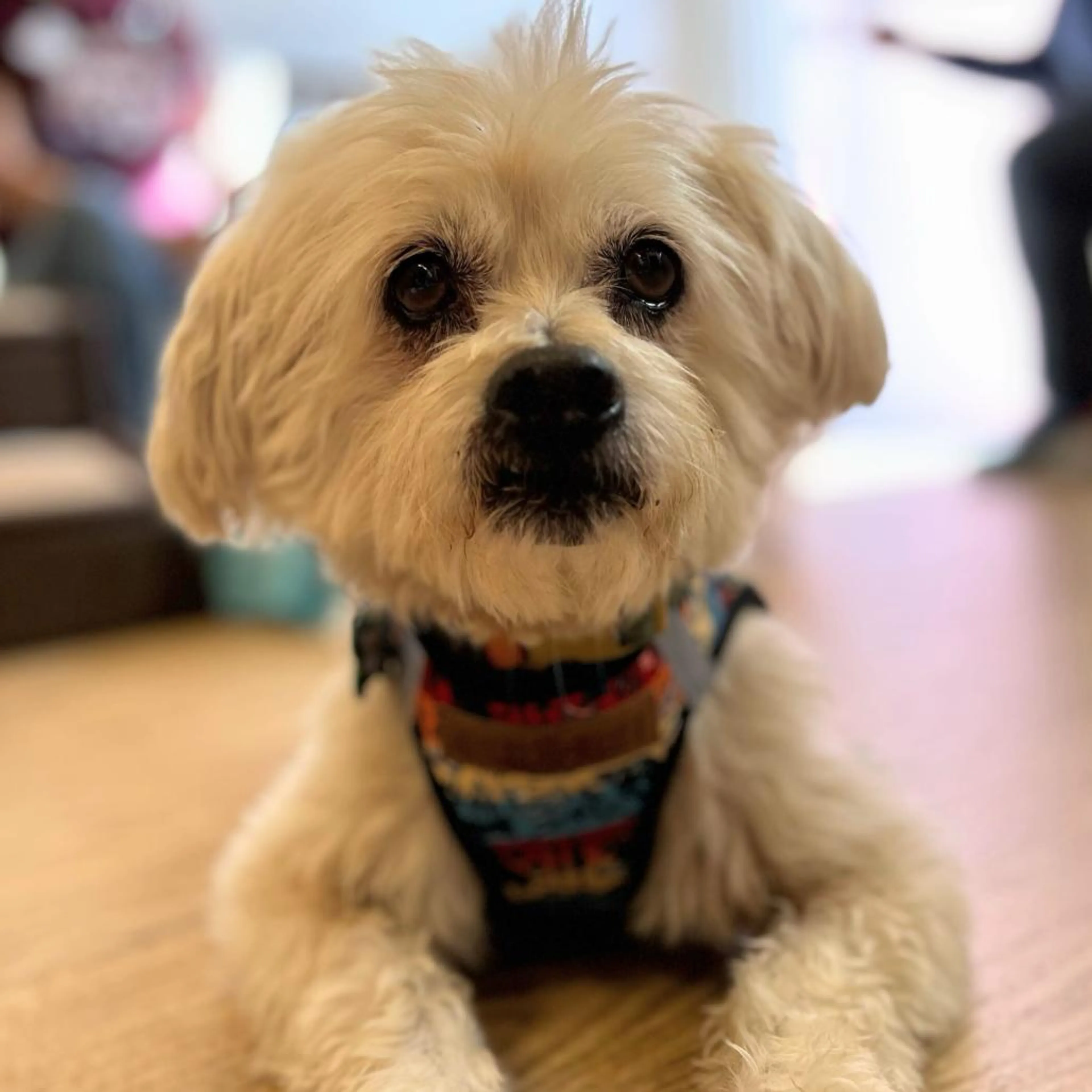Found pet-2