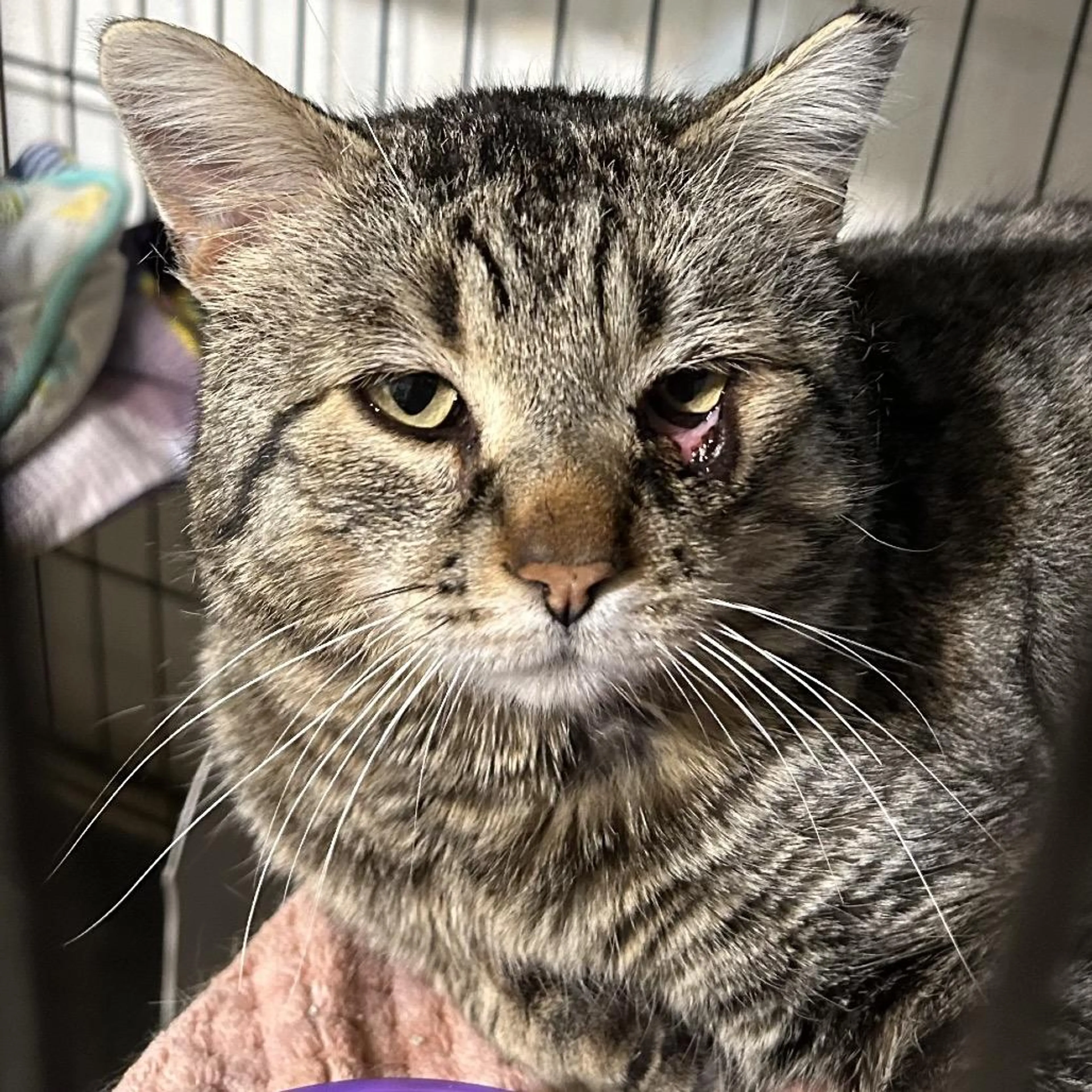 Found pet-2