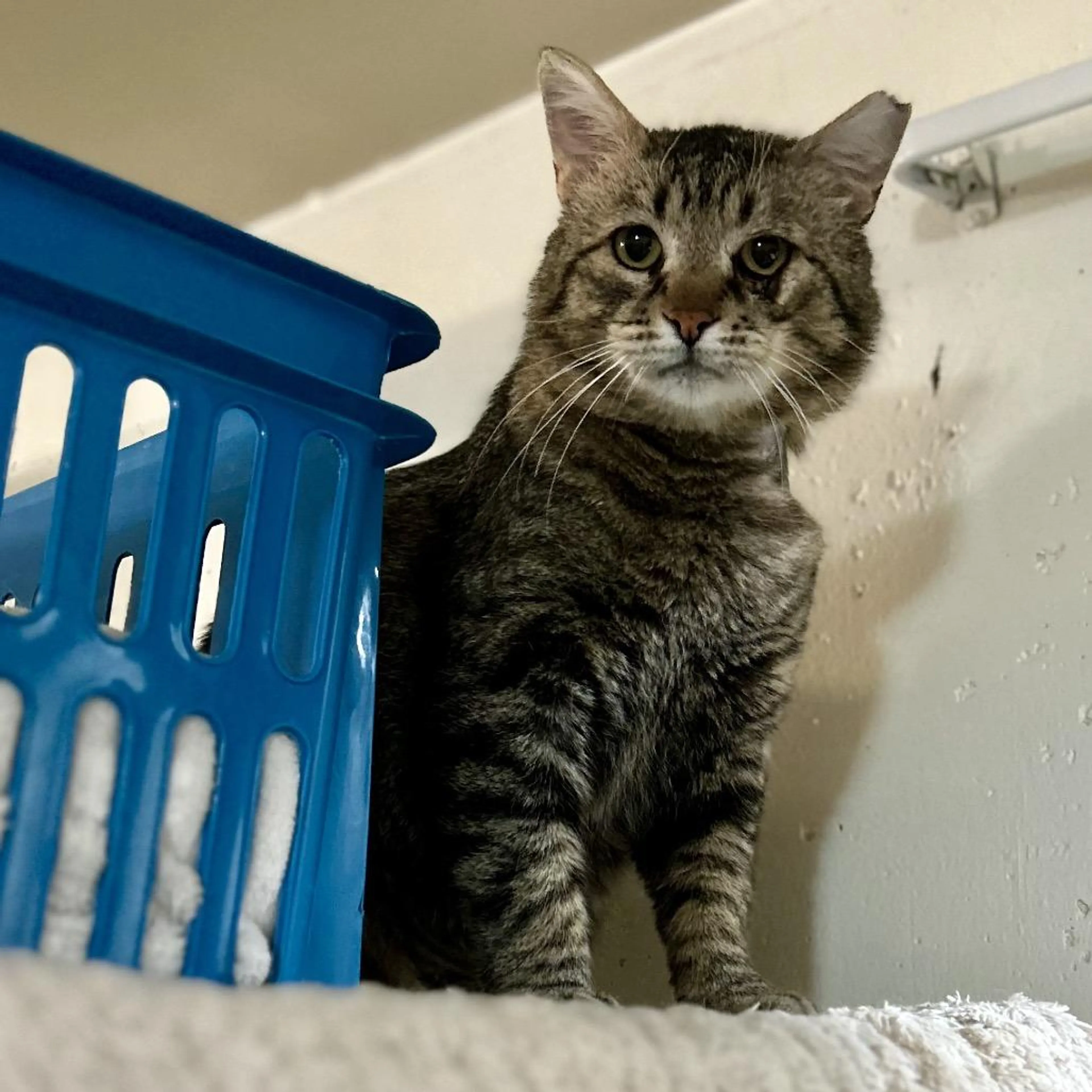 Found pet-0