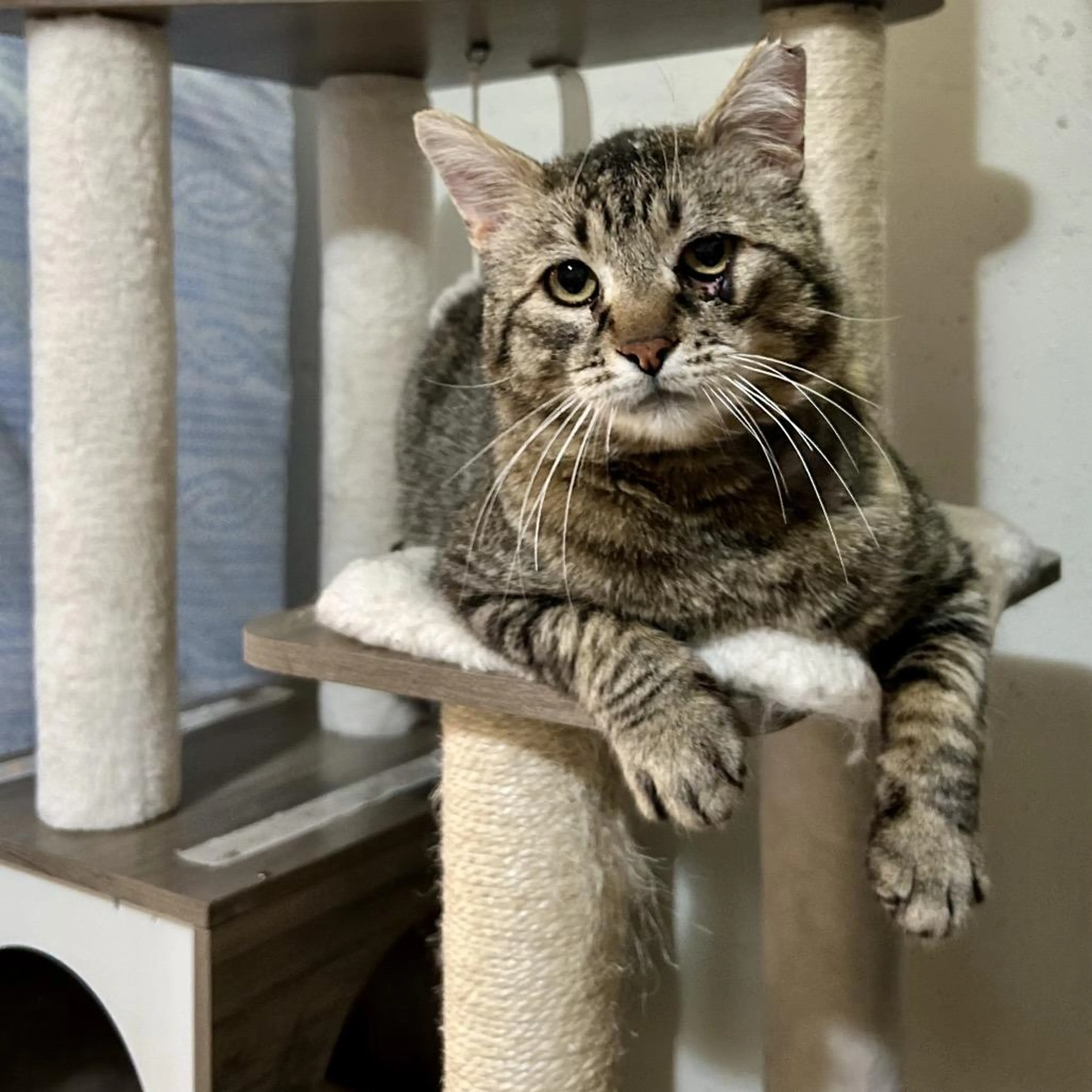 Found pet-1