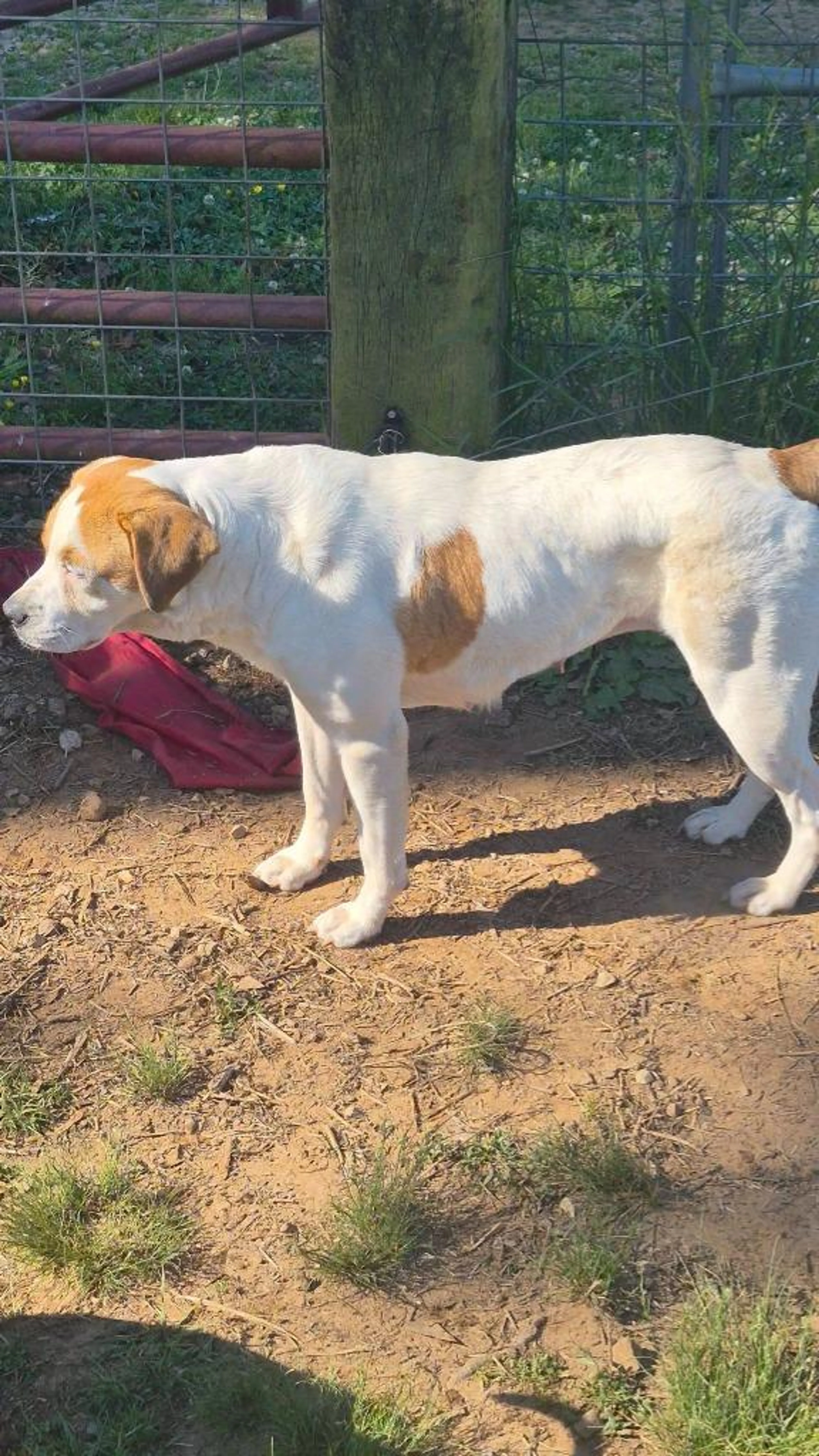 Found pet-3