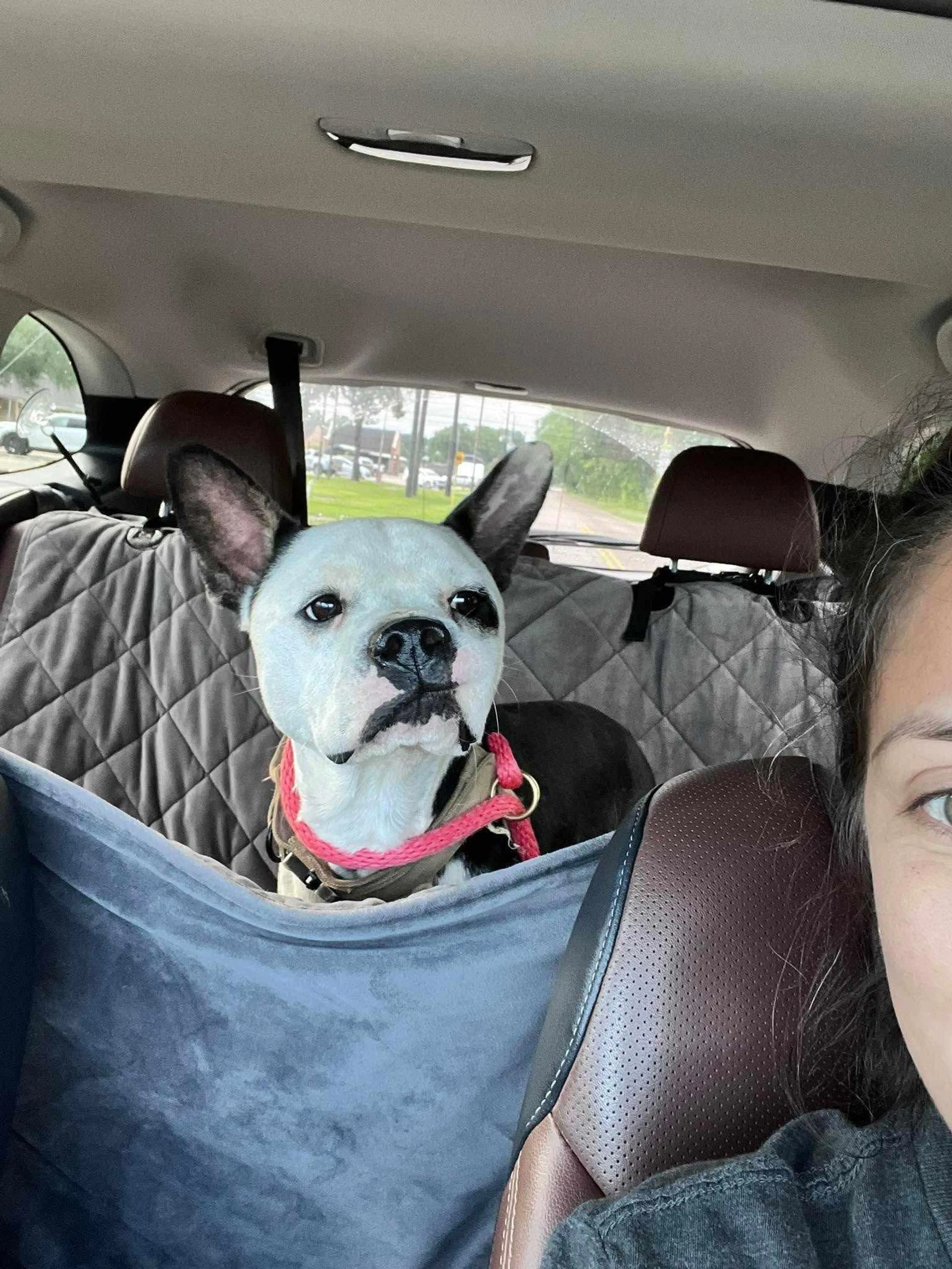 Found pet-1