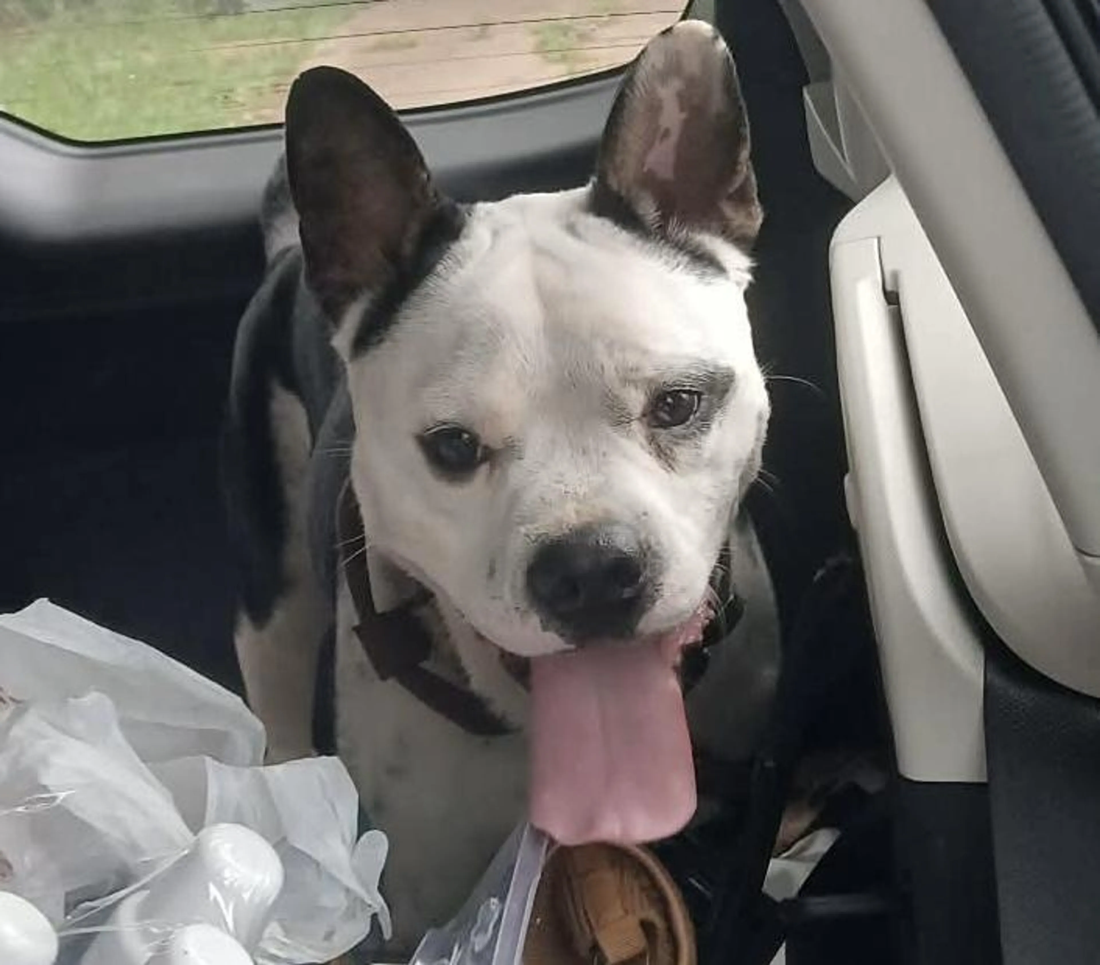 Found pet-2