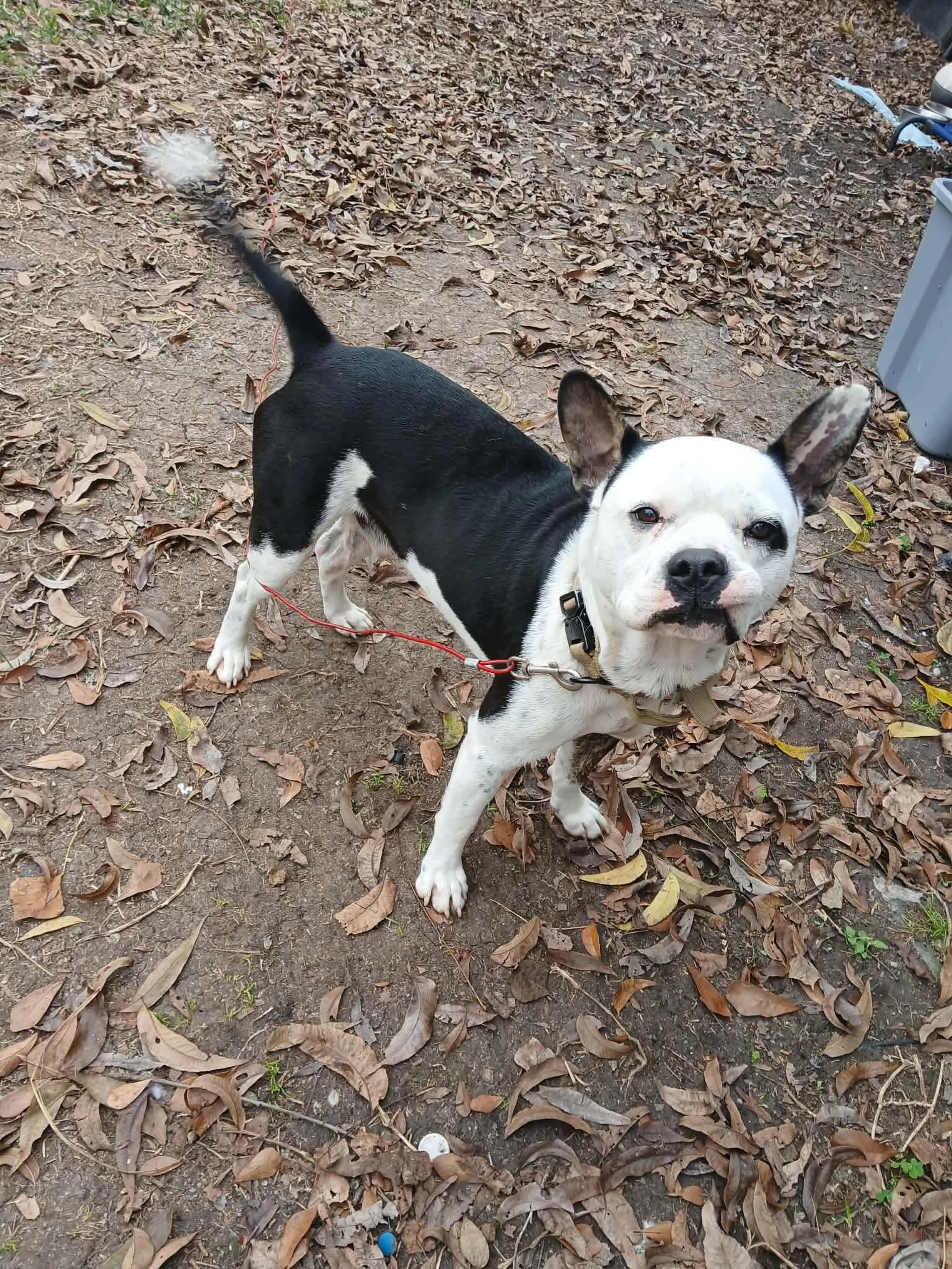 Found pet-0
