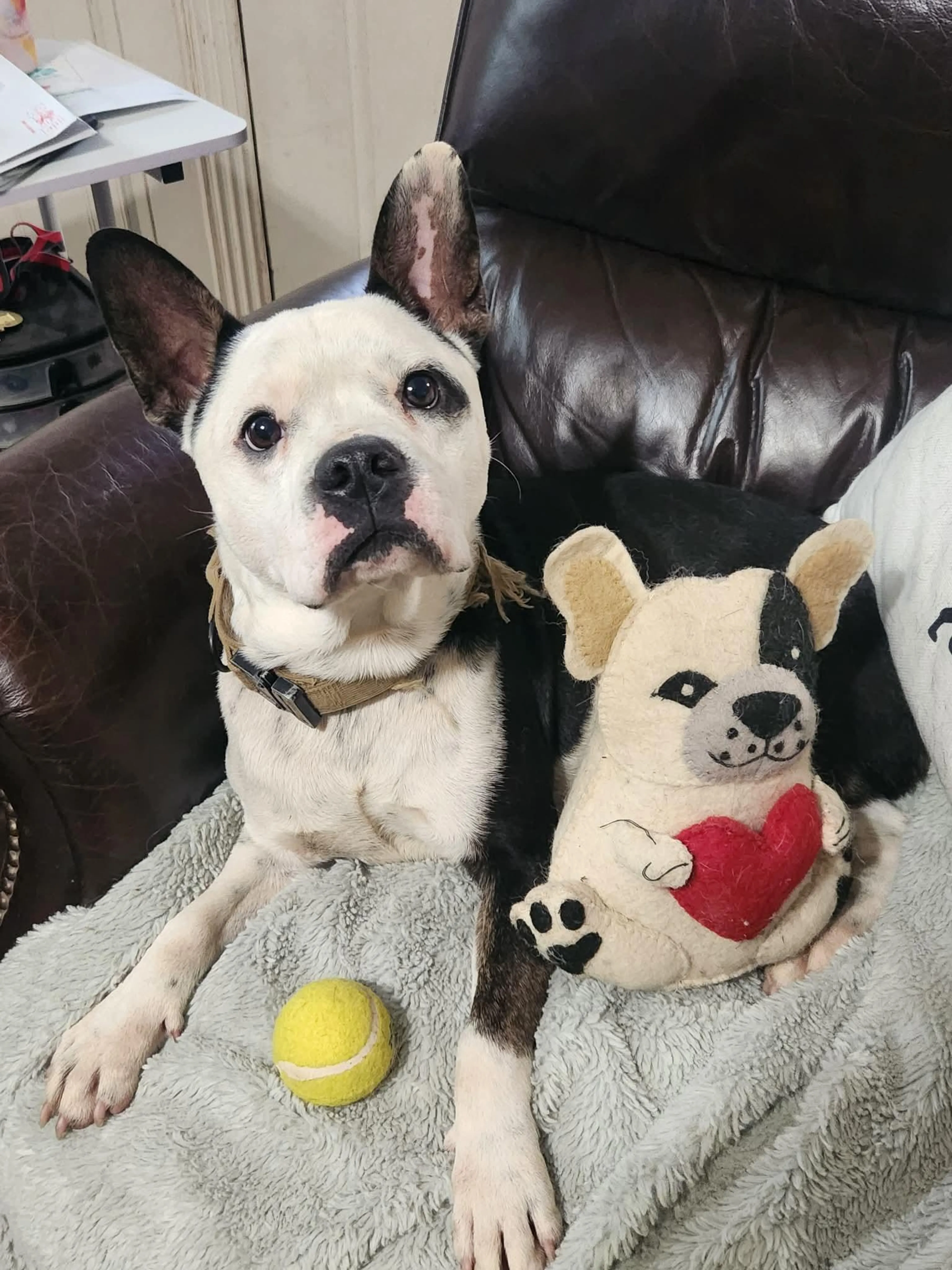 Found pet-3