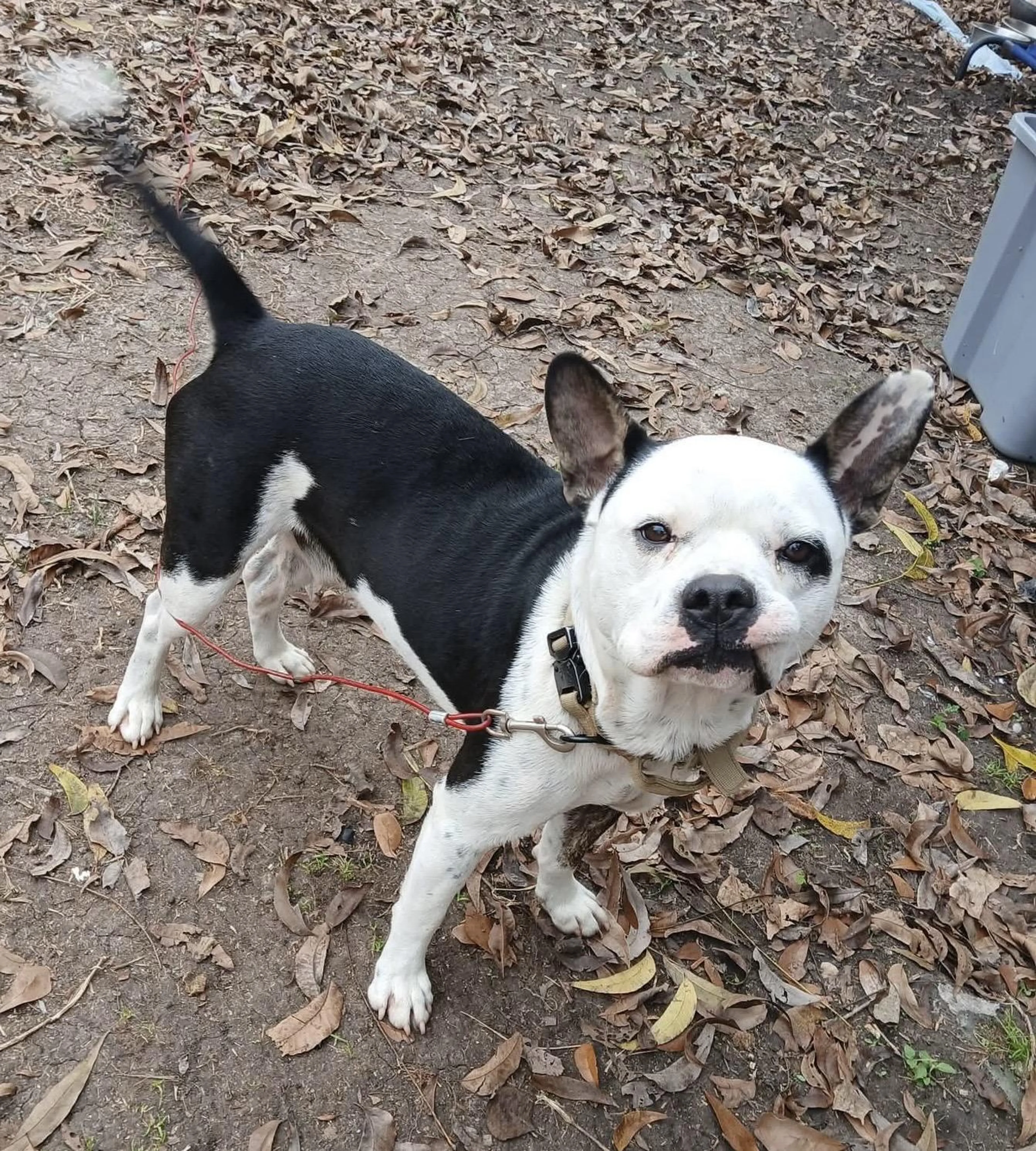 Found pet-4