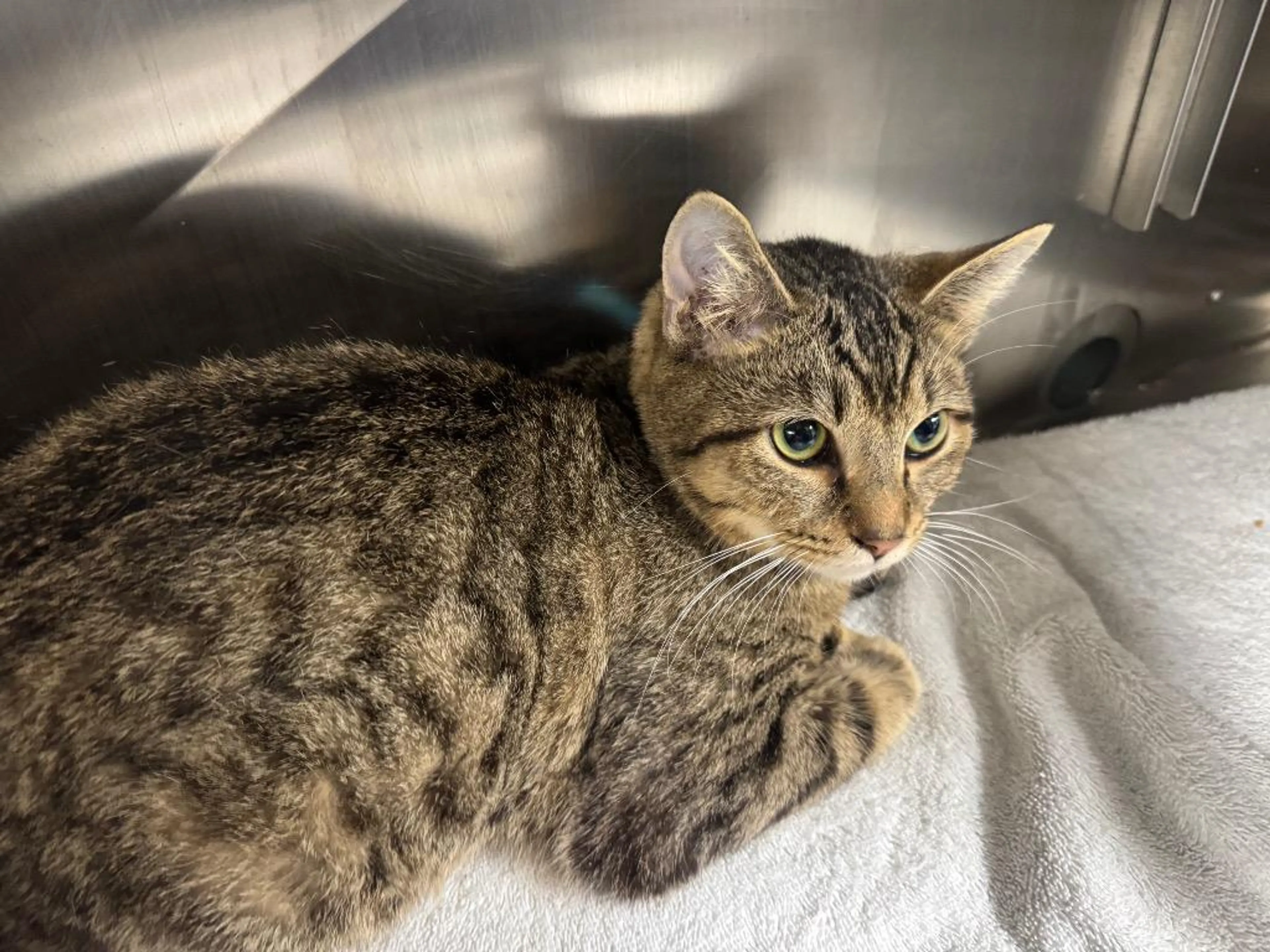 Found pet-1