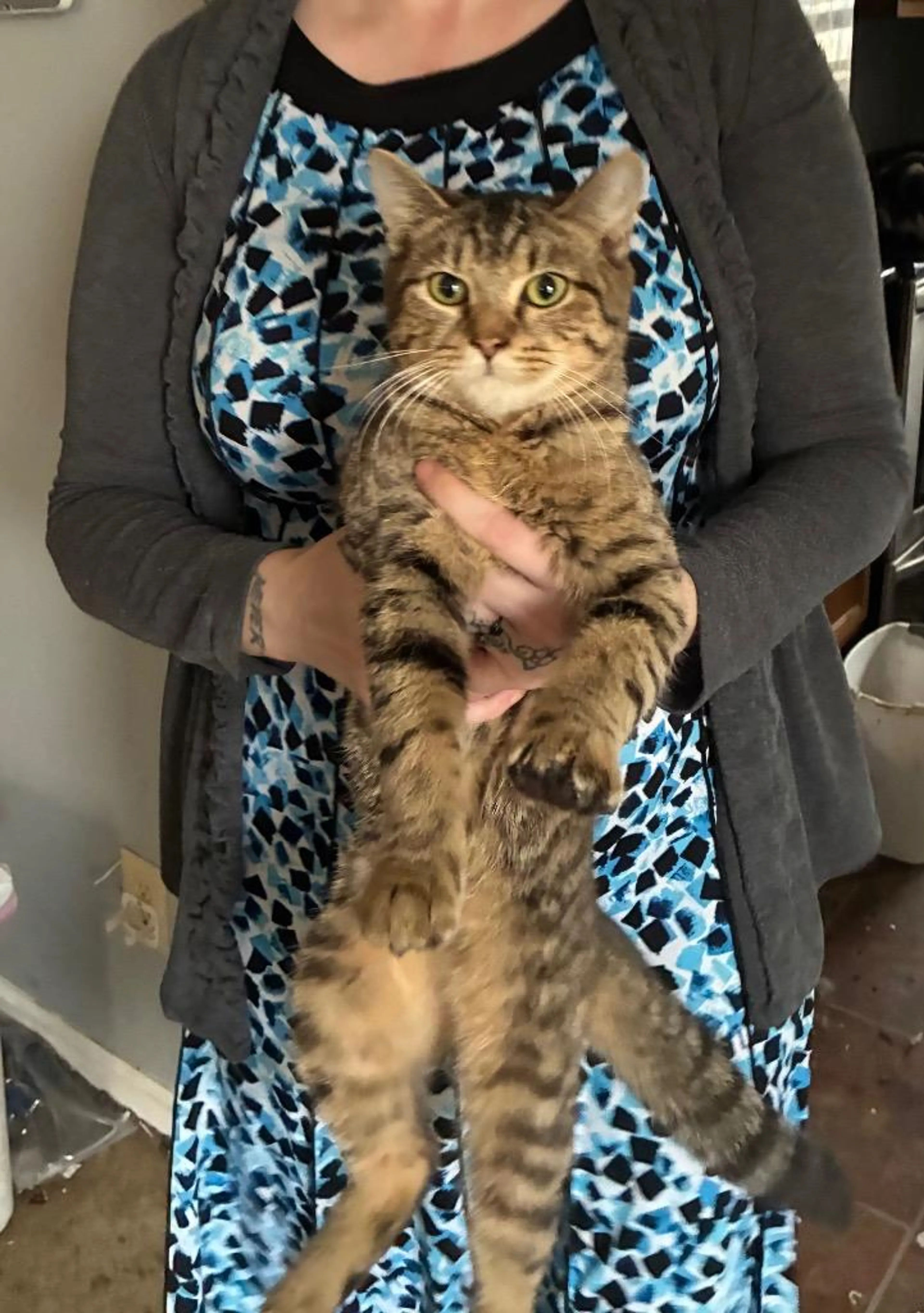 Found pet-0