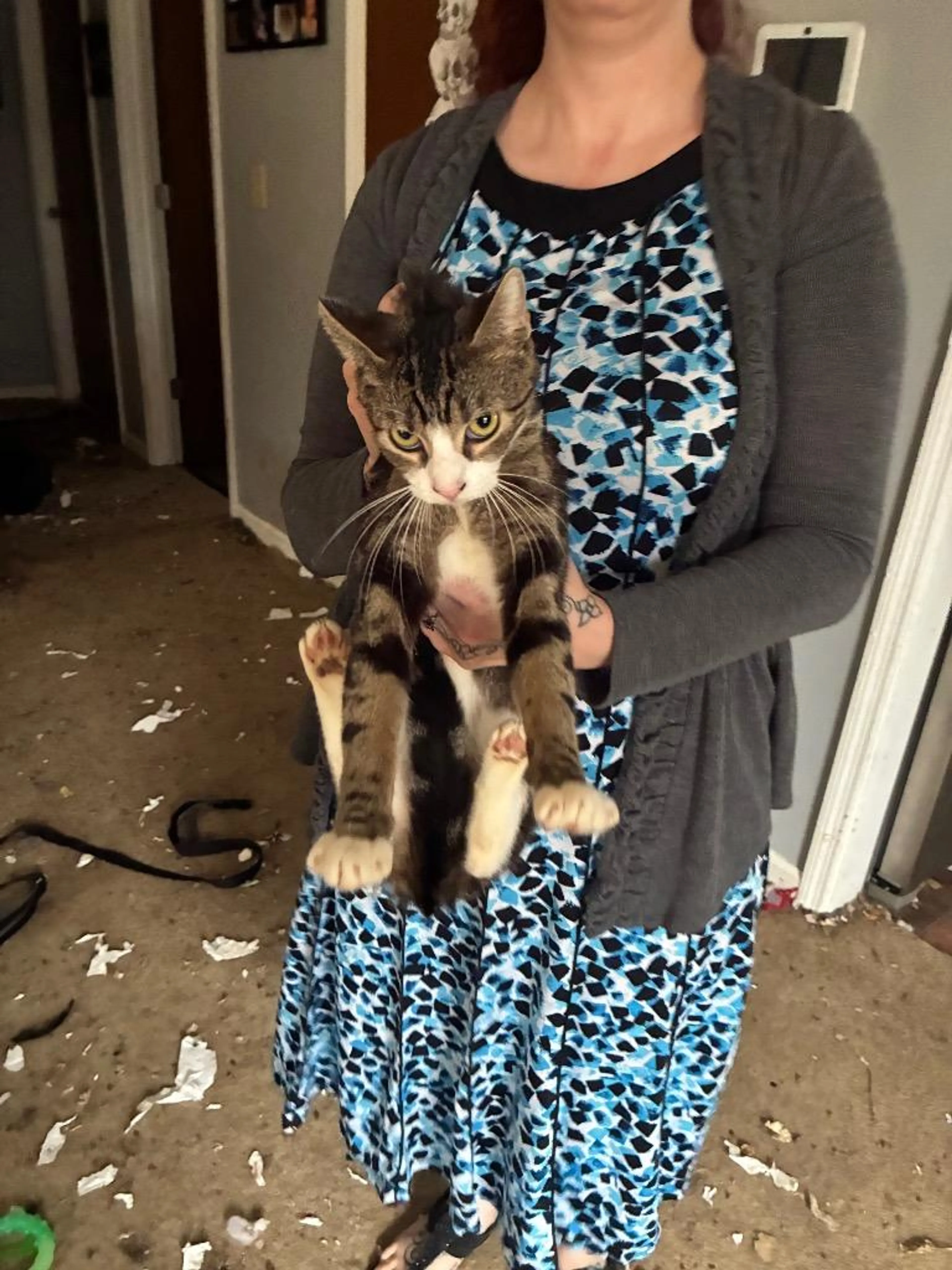 Found pet-1