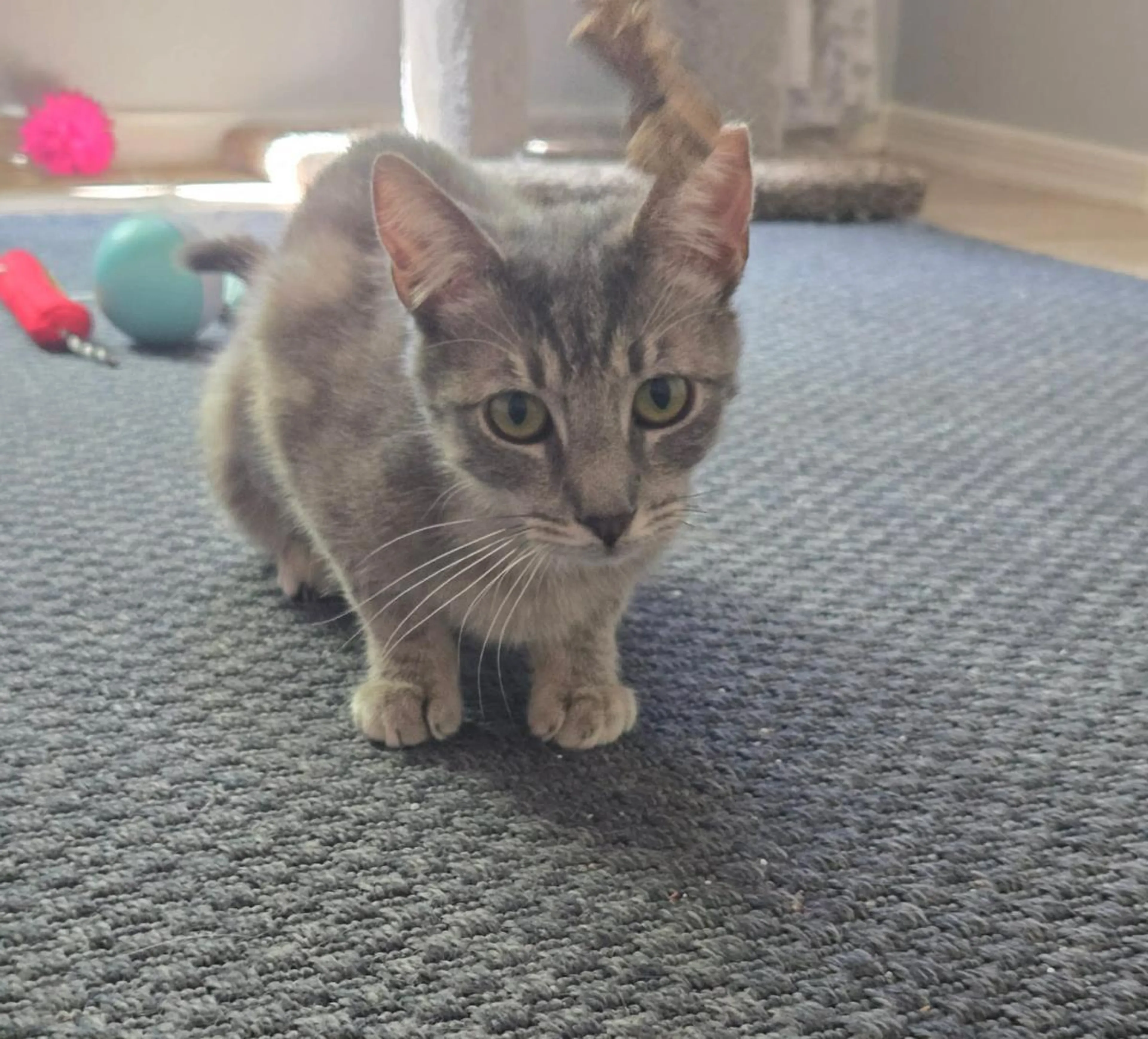 Found pet-2