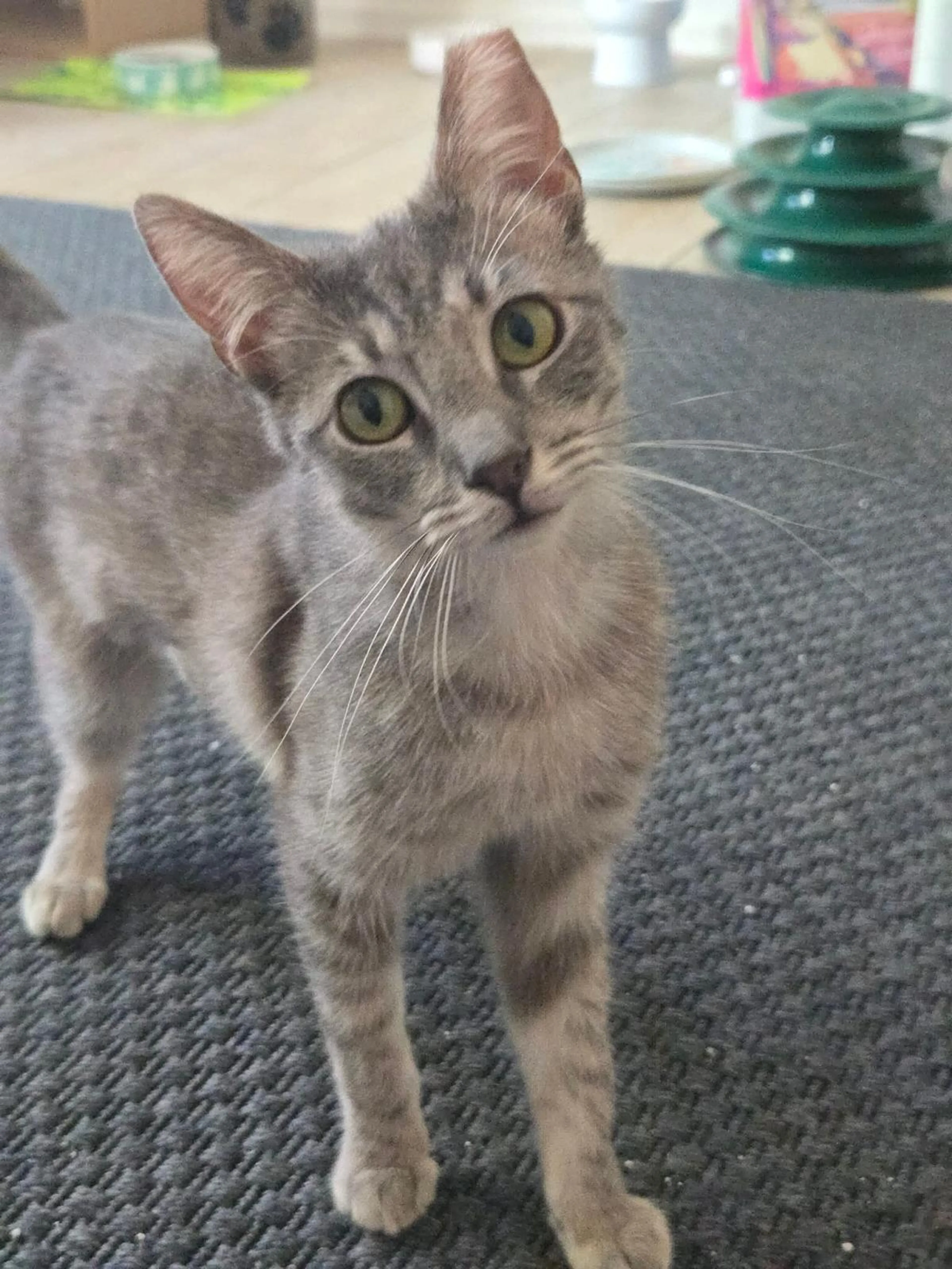 Found pet-0