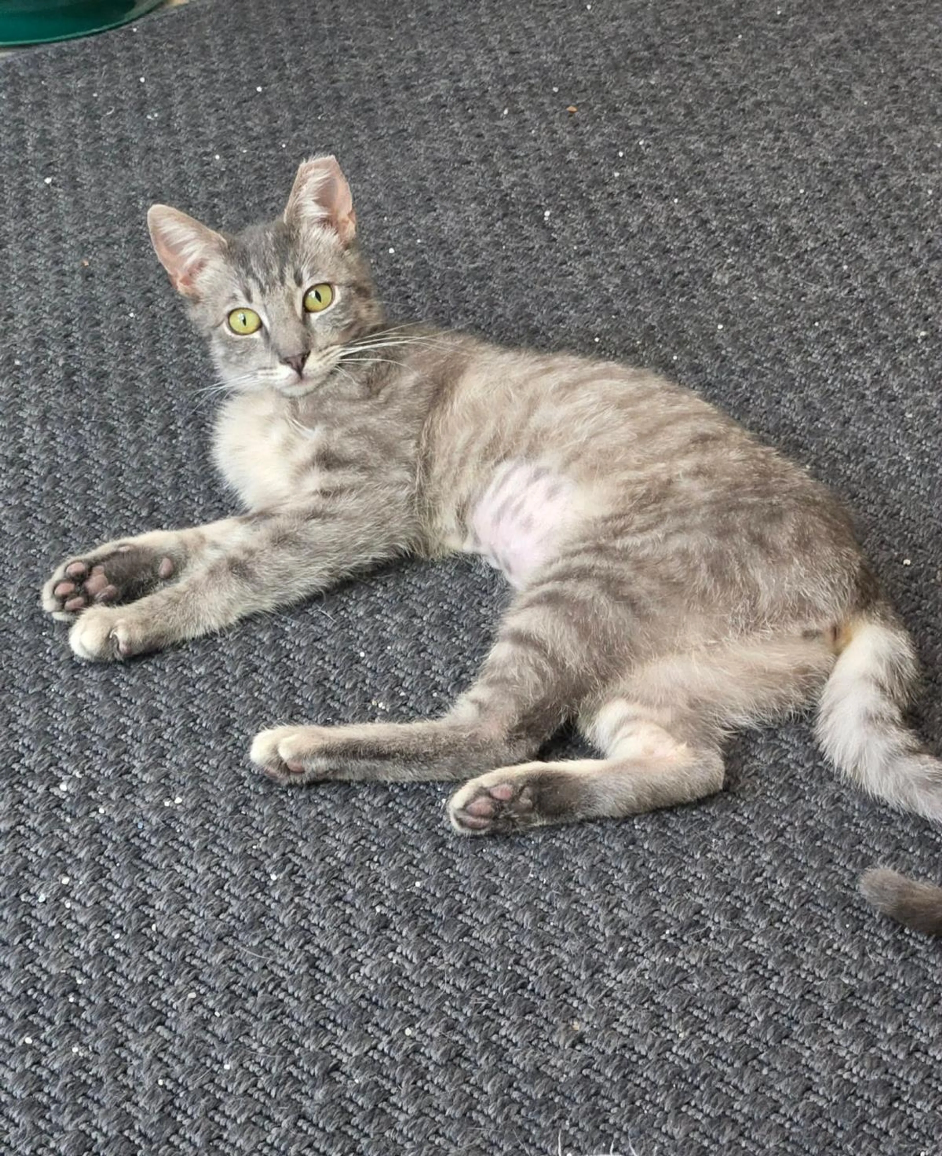Found pet-1