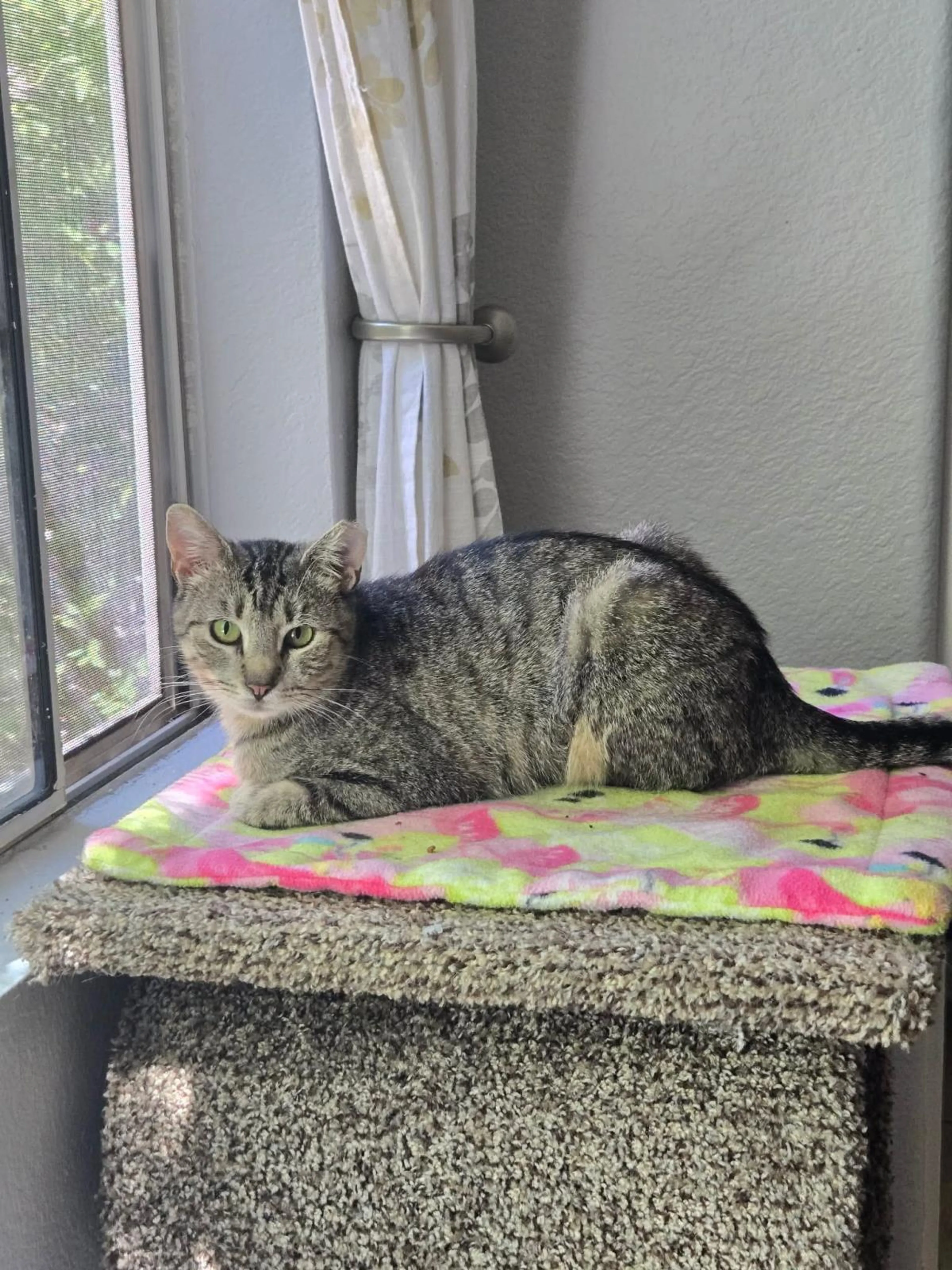Found pet-0