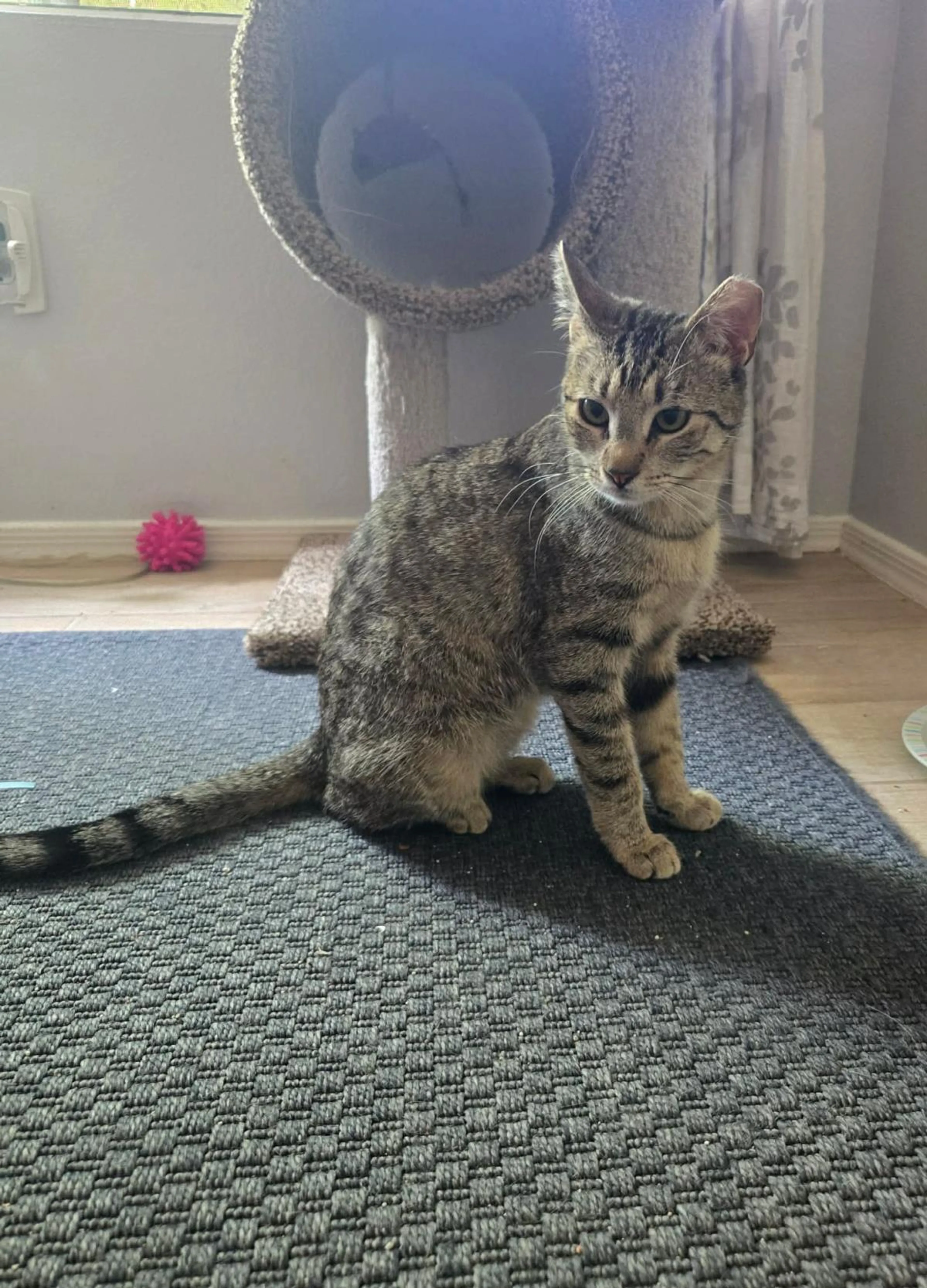 Found pet-1