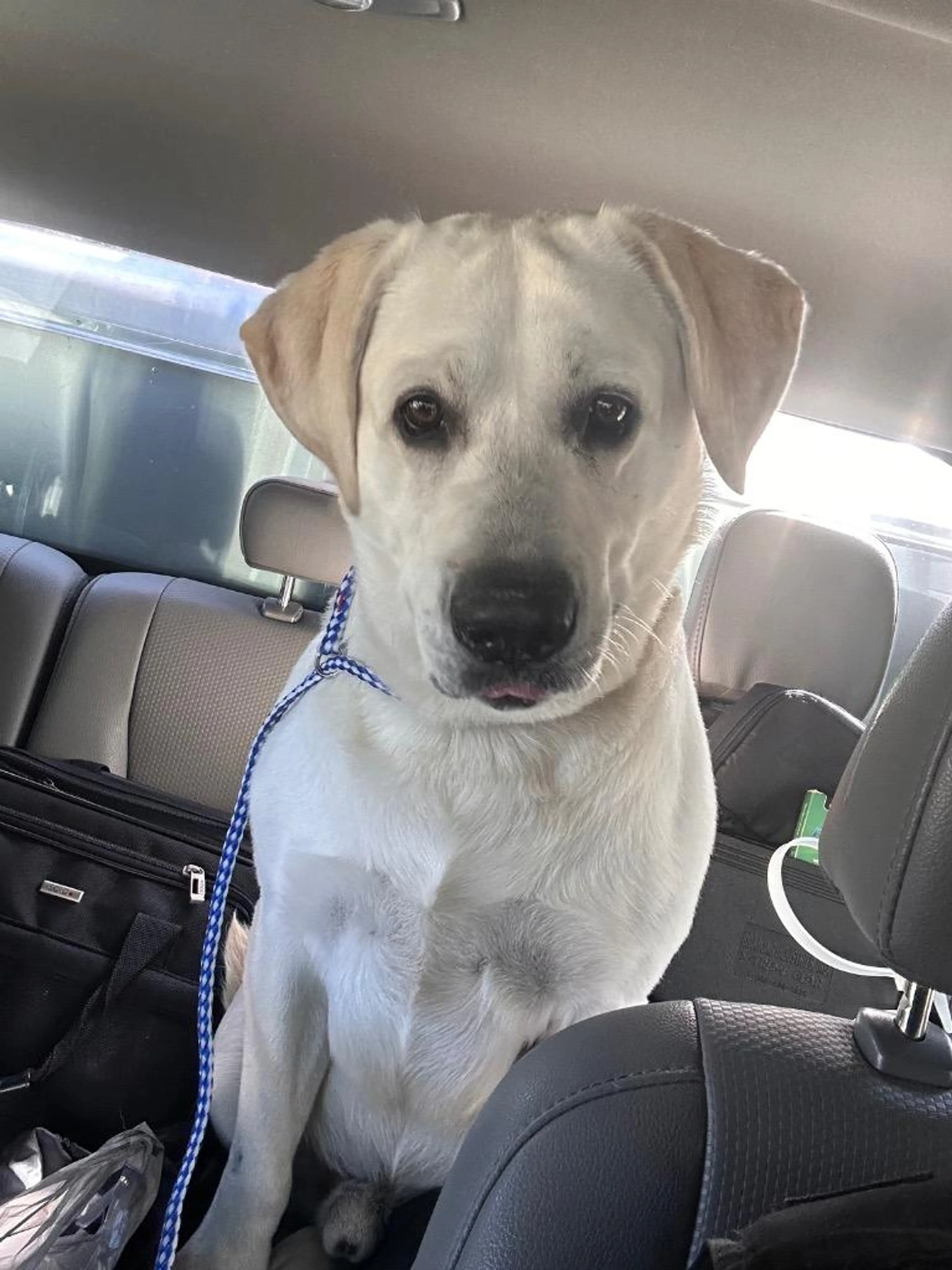 Found pet