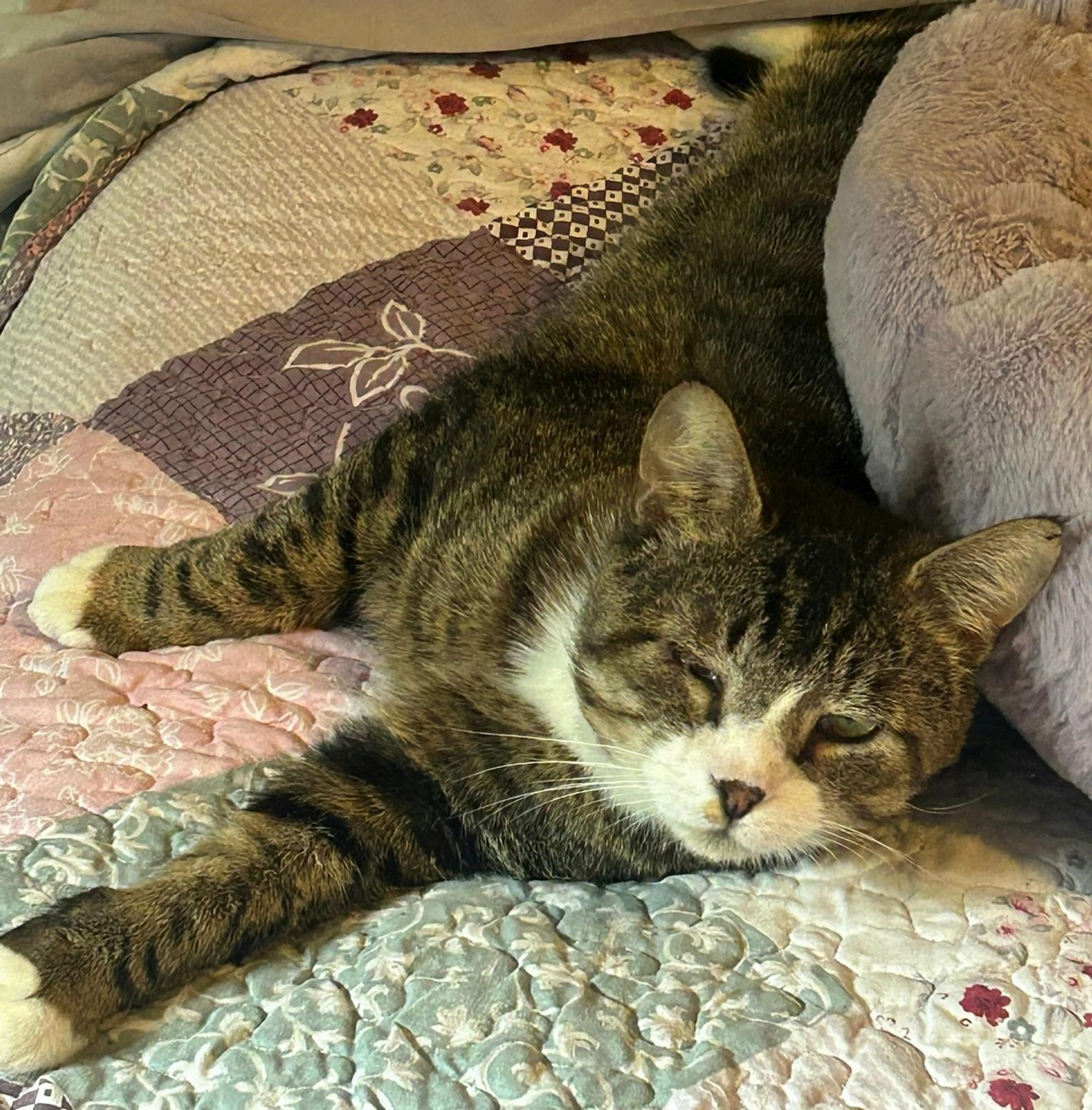 Found pet-1