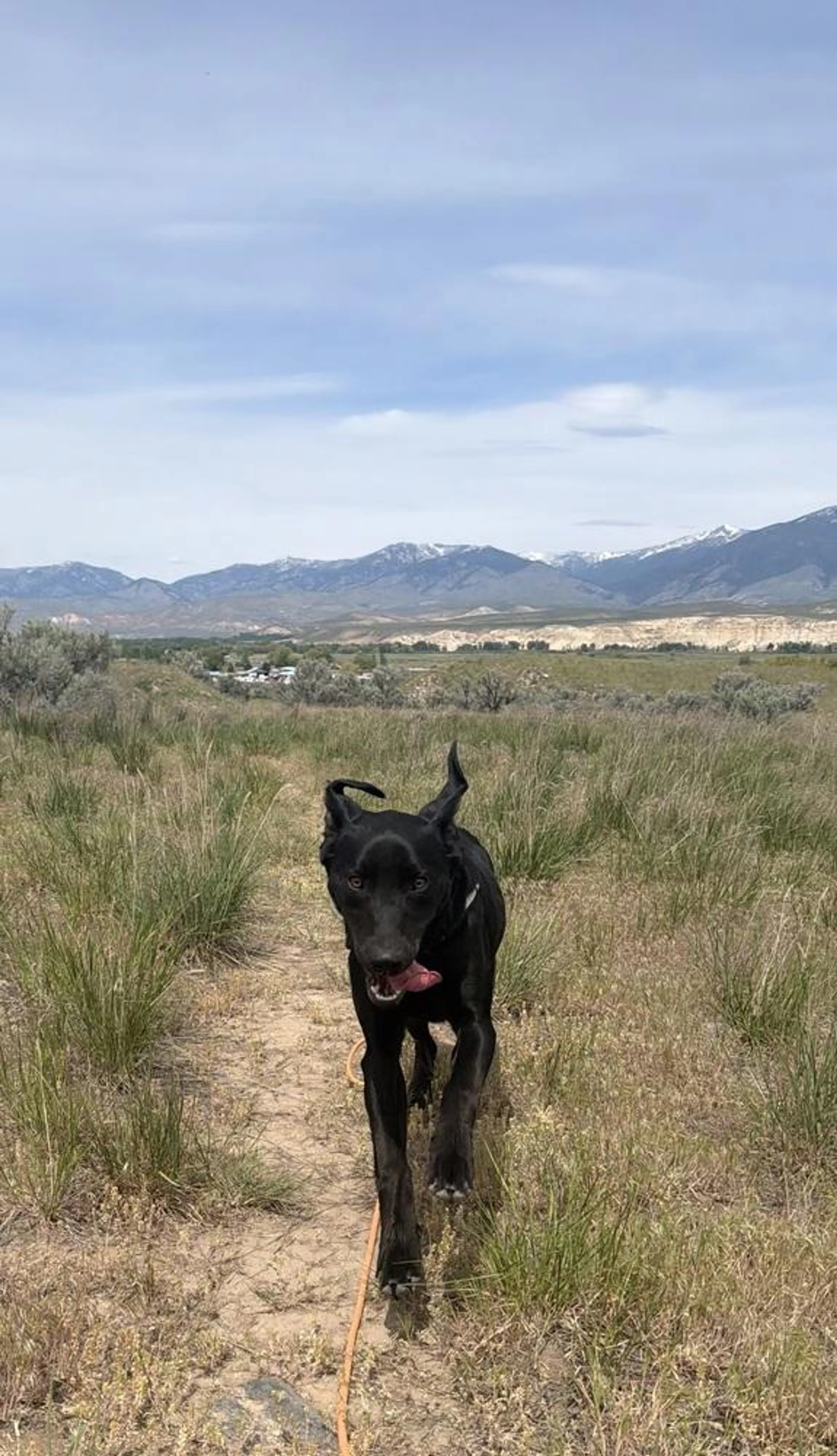 Found pet-4