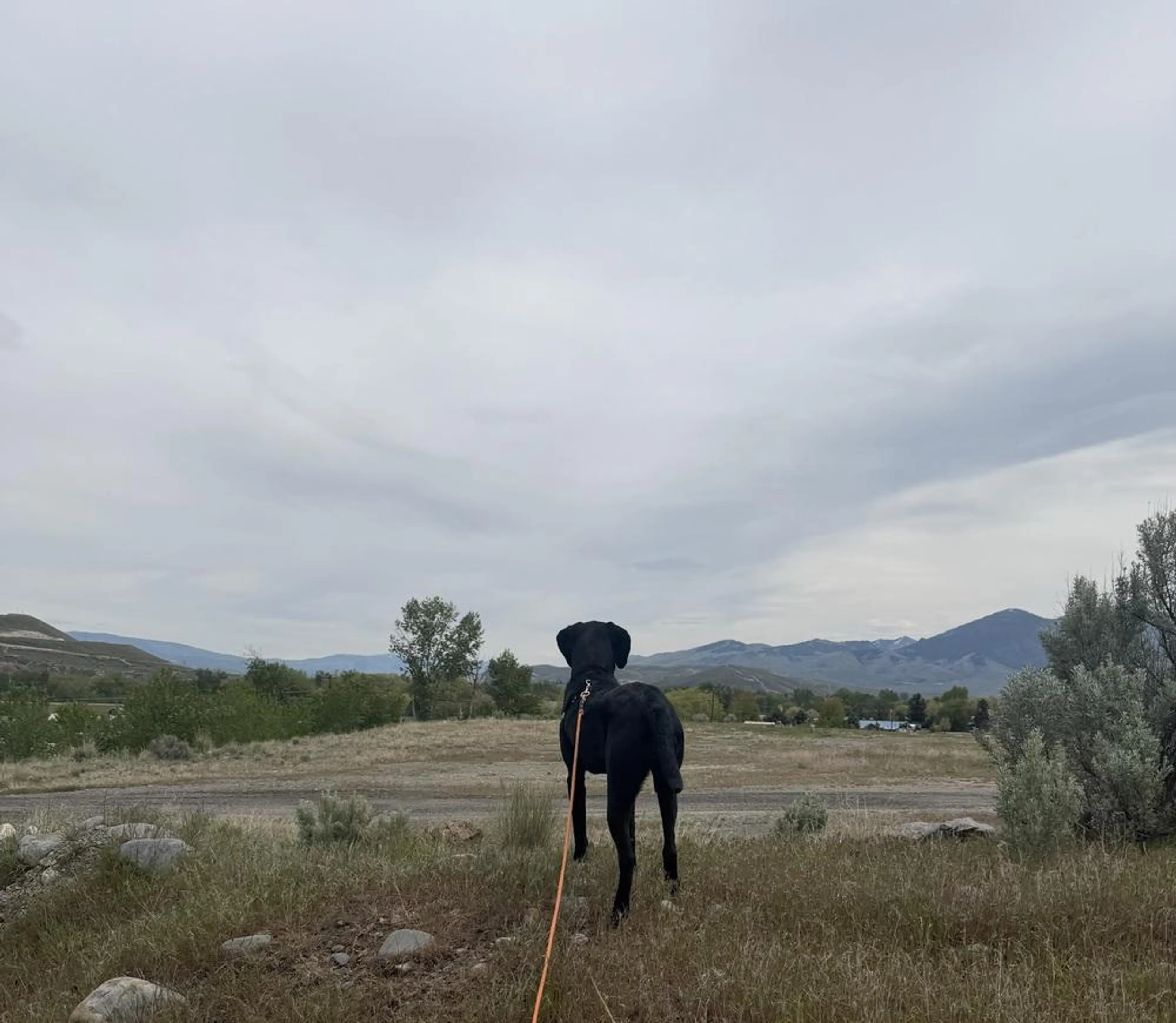 Found pet-5