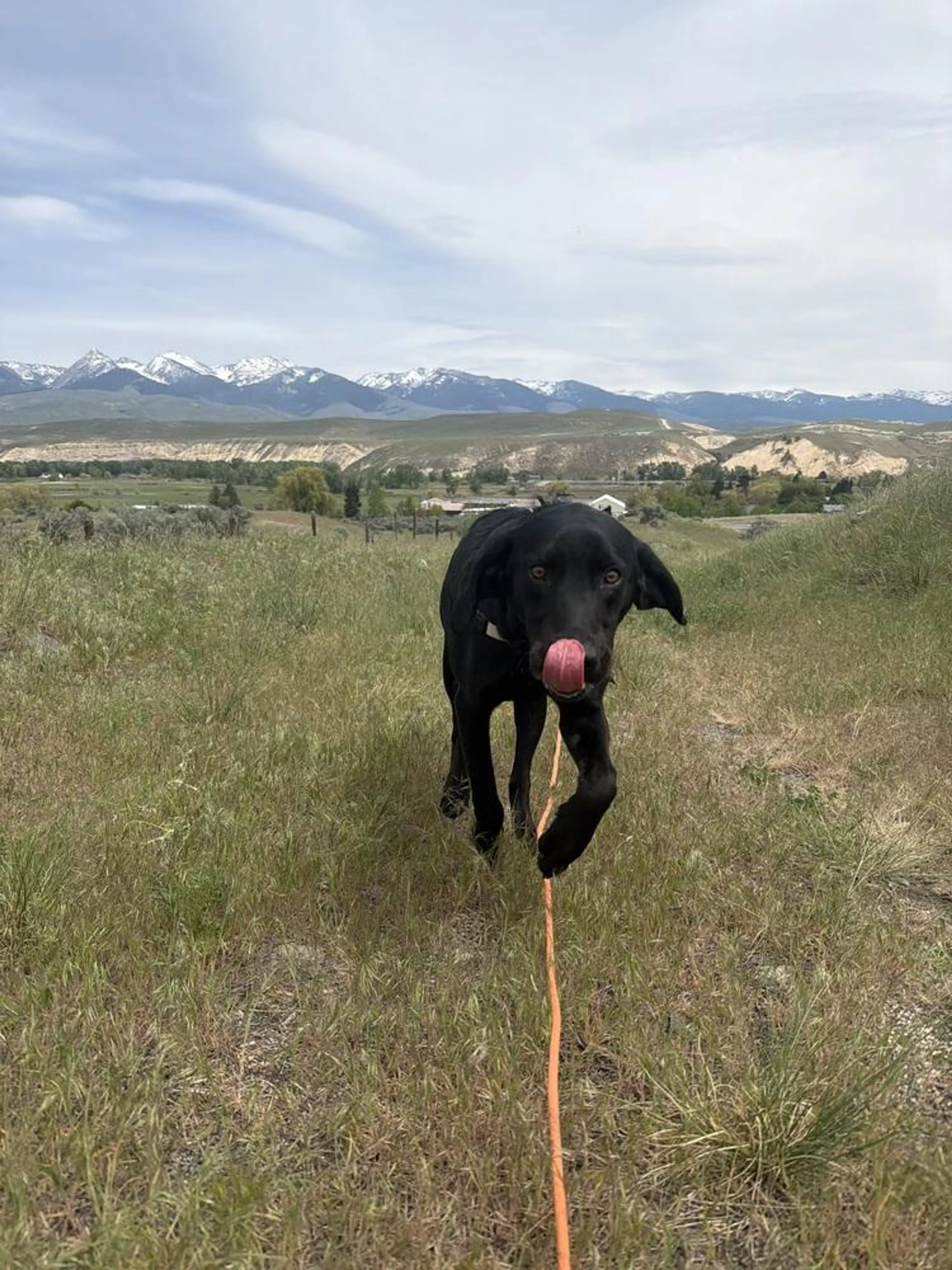 Found pet-3
