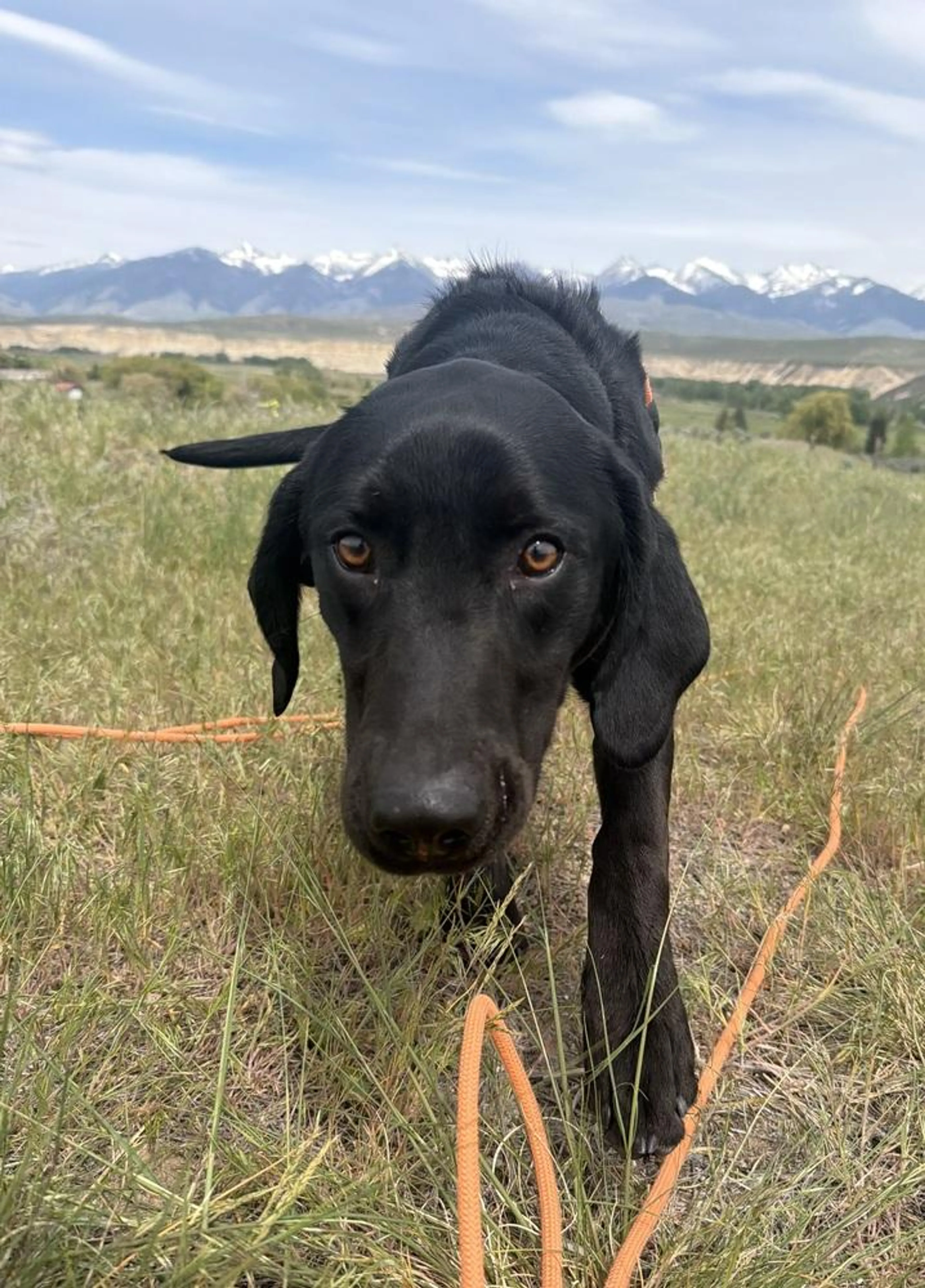 Found pet-1