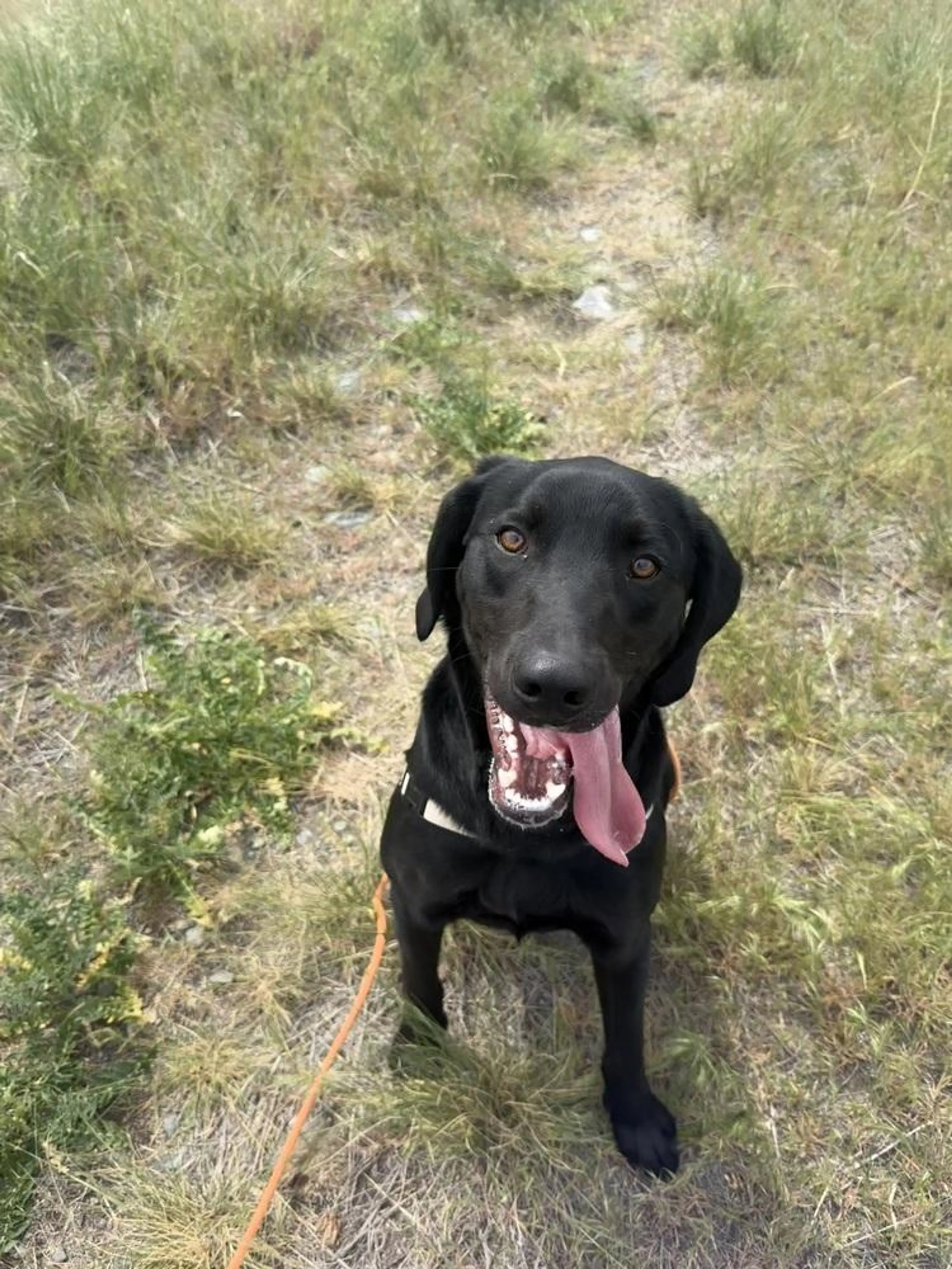 Found pet-0