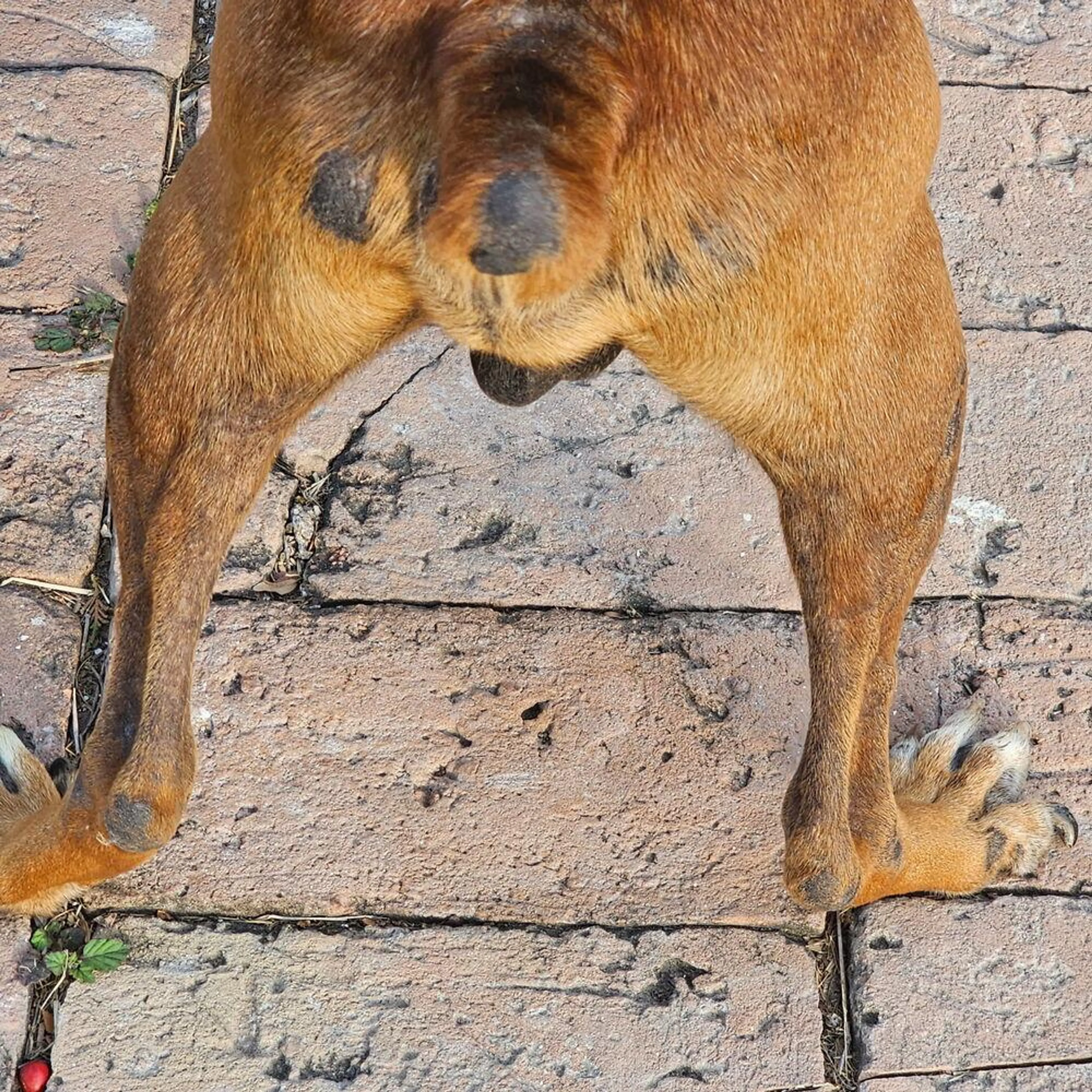 Found pet-2