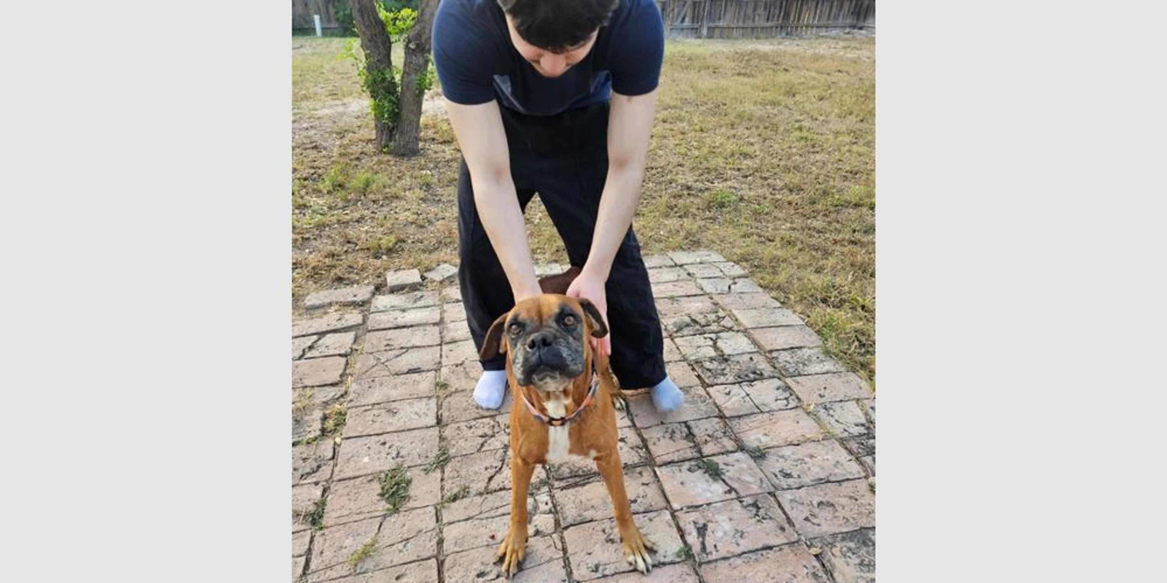 Found pet-3
