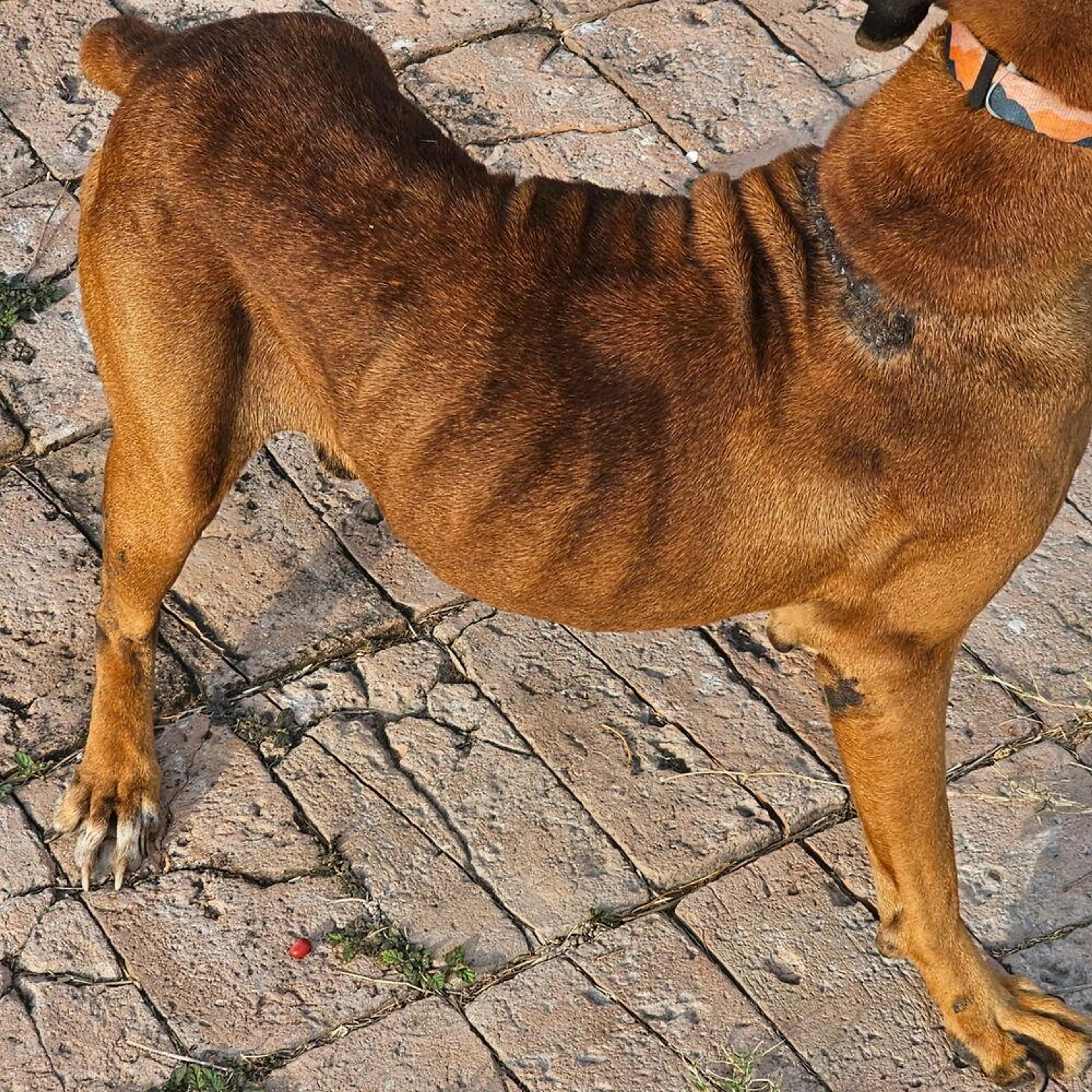 Found pet-1