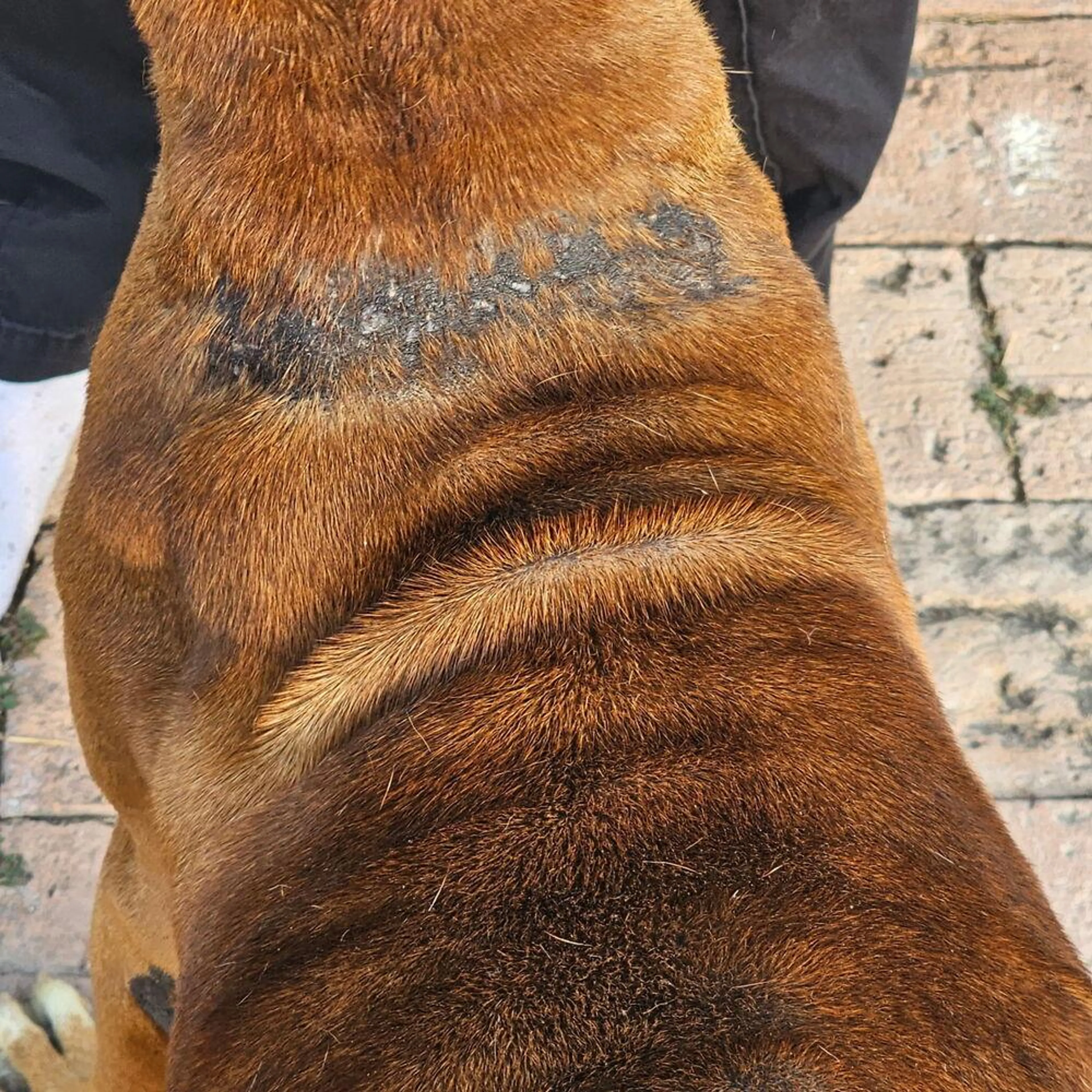 Found pet-4
