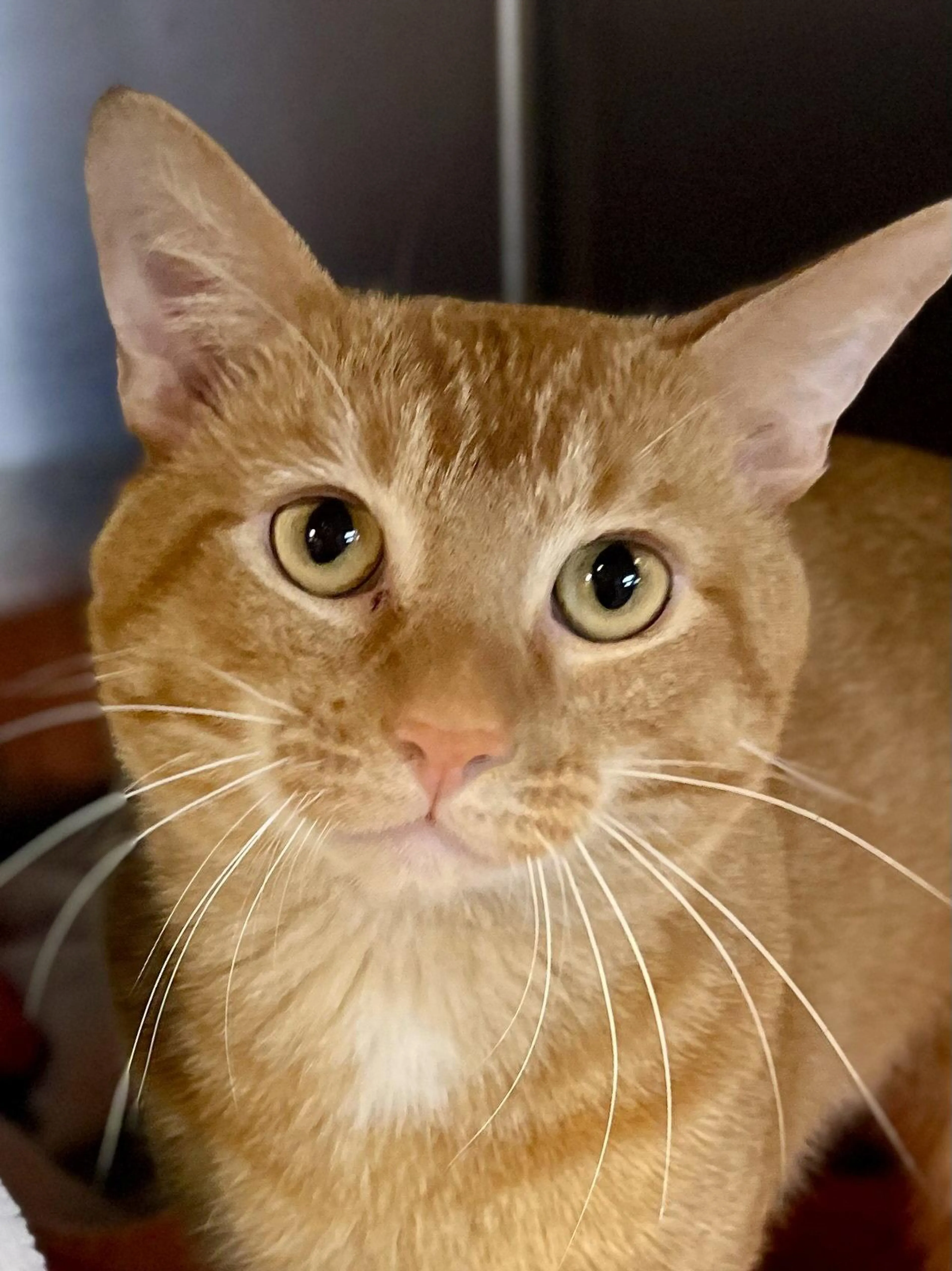 Found pet-1
