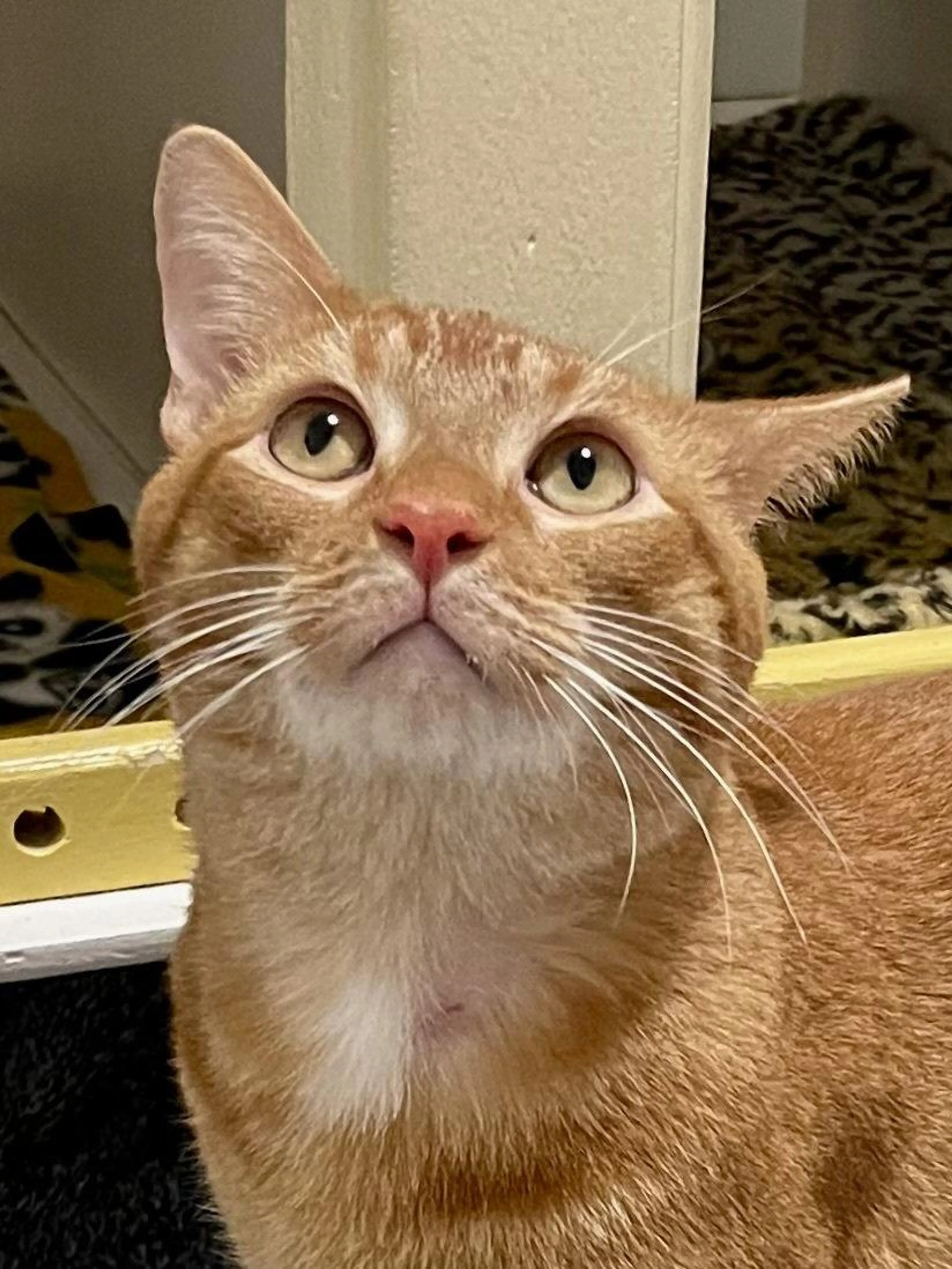 Found pet-2