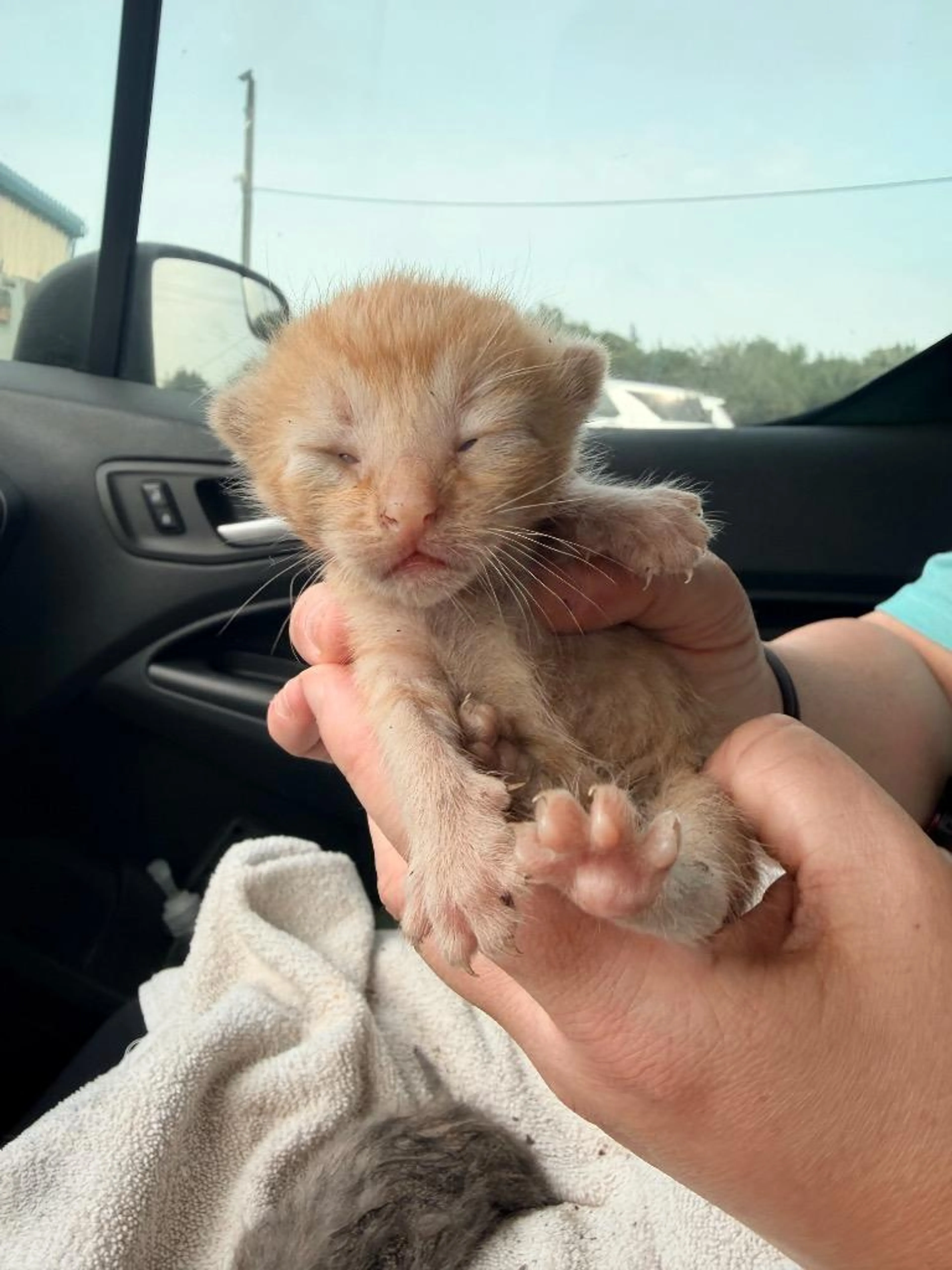 Found pet-1